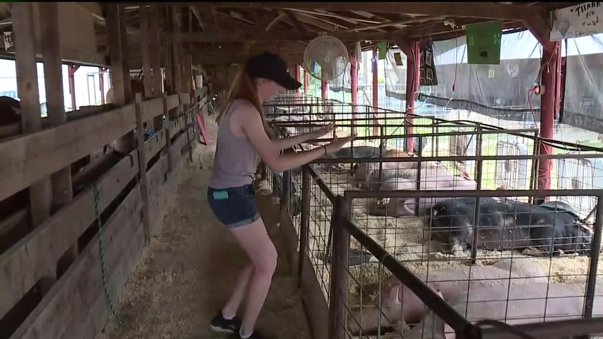 Farm Fun at the Fair in Lycoming County