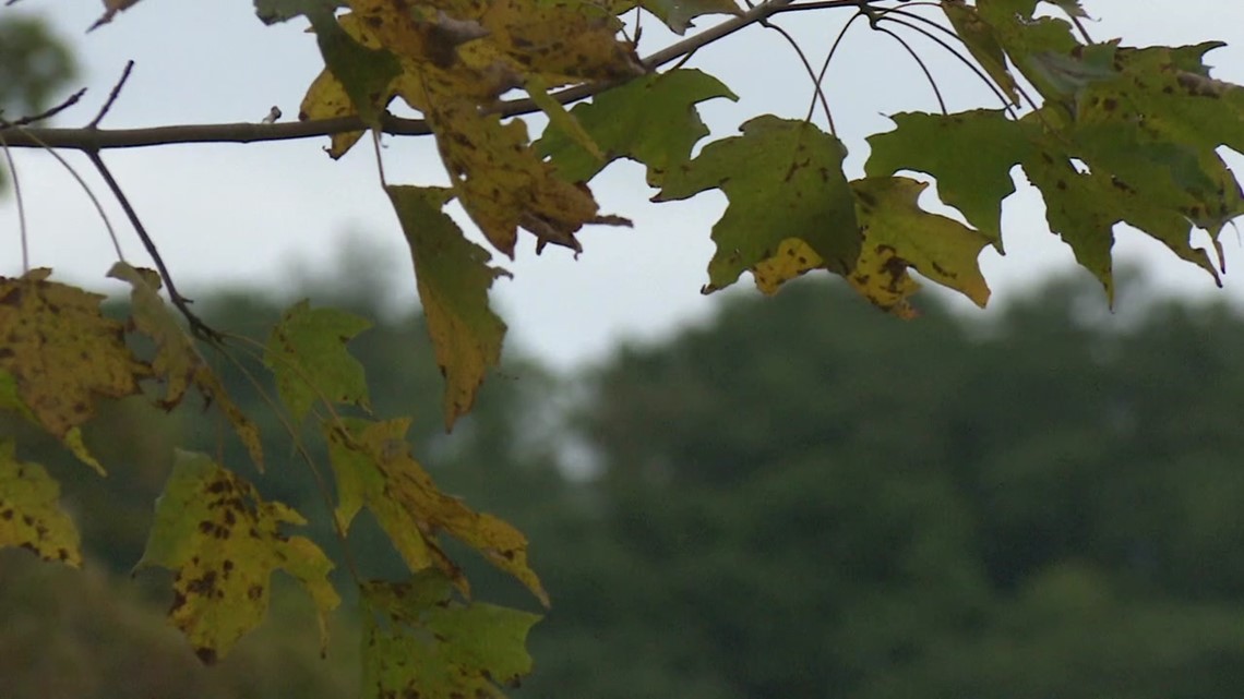 The fall foliage season in Pennsylvania forecast - Vimarsana News