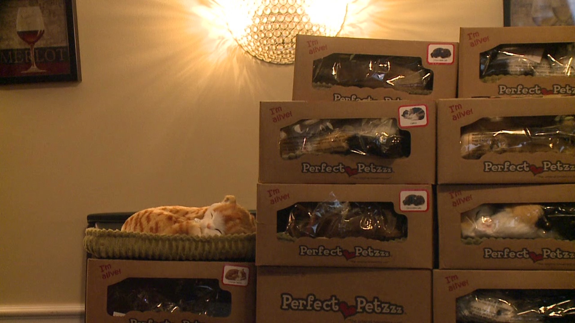 More than 30 Perfect Pets will be distributed to healthcare facilities this Christmas in Lackawanna County.
