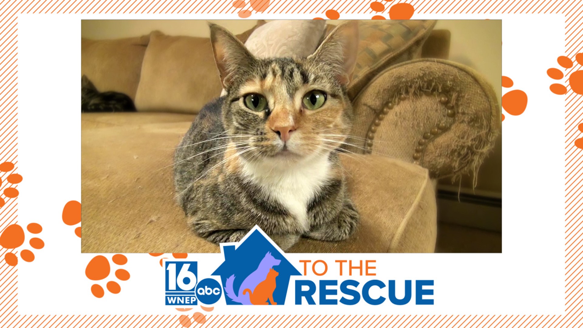 In this week's 16 To The Rescue, we meet a cat who was abandoned in an apartment with no food or water. Rescue workers want to make sure that never happens again.