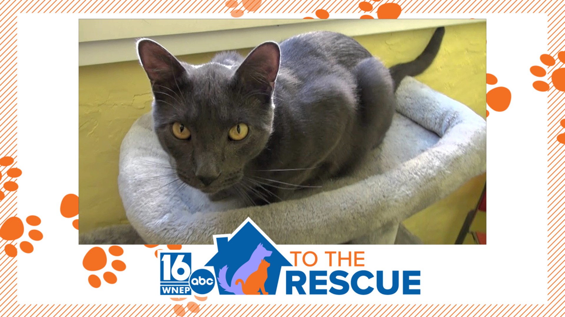 In this week's 16 To The Rescue, we meet a high-energy cat named after a trickster who needs a patient family willing to give a third chance and a forever home.