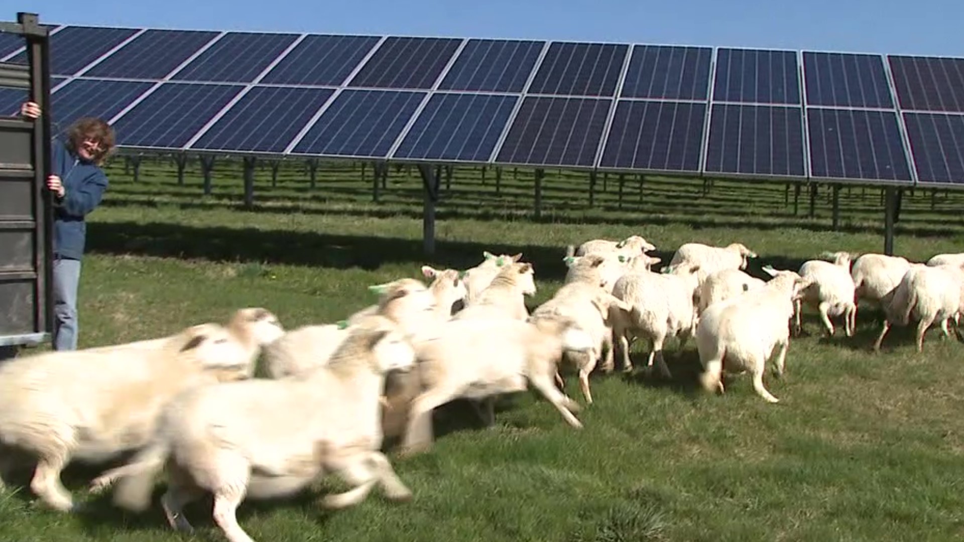 As Newswatch 16's Nikki Krize explains, the sheep are in charge of maintaining the greenery around the school's solar facility.