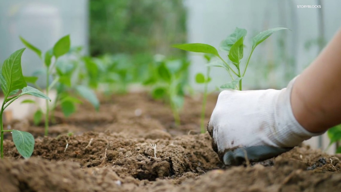 Here are some tips to get your garden started - Vimarsana News