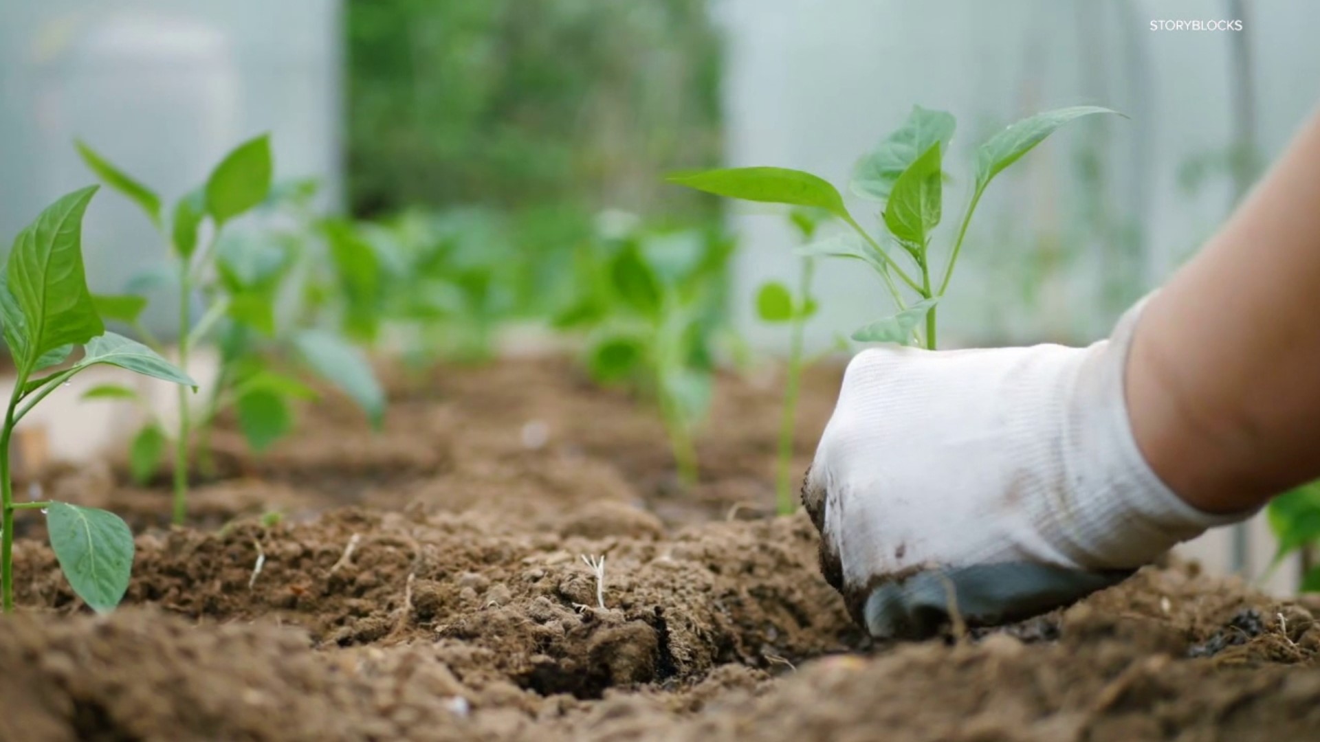 Love fresh fruits and veggies? Here's something we can all dig into. It's National Gardening Day, and if you're struggling with how to get started, help is here.