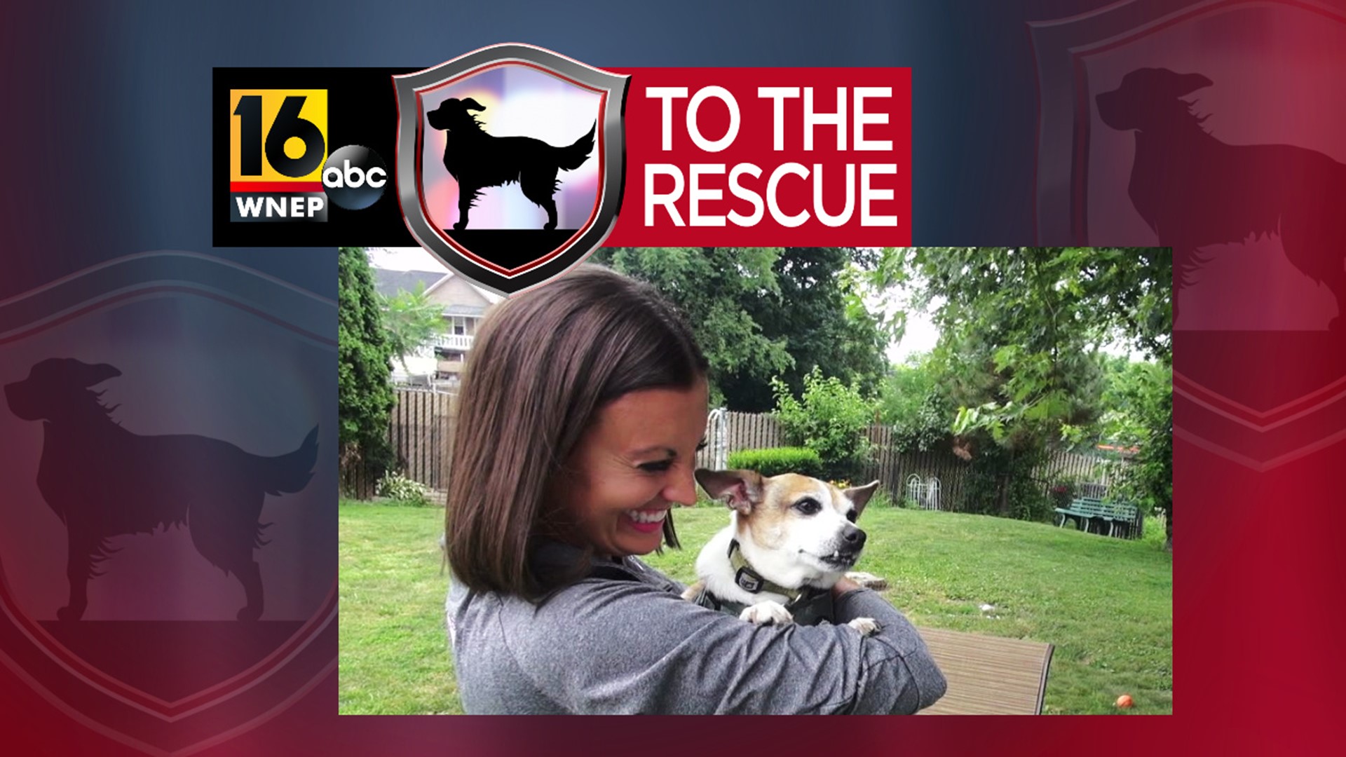 In this week's 16 To The Rescue, we meet a 7-year-old a Jack Russell - Chihuahua mix who loves to give kisses as much as he loves to snuggle.