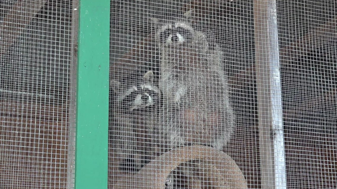 Red Creek Wildlife plans to reopen after fire - Vimarsana News
