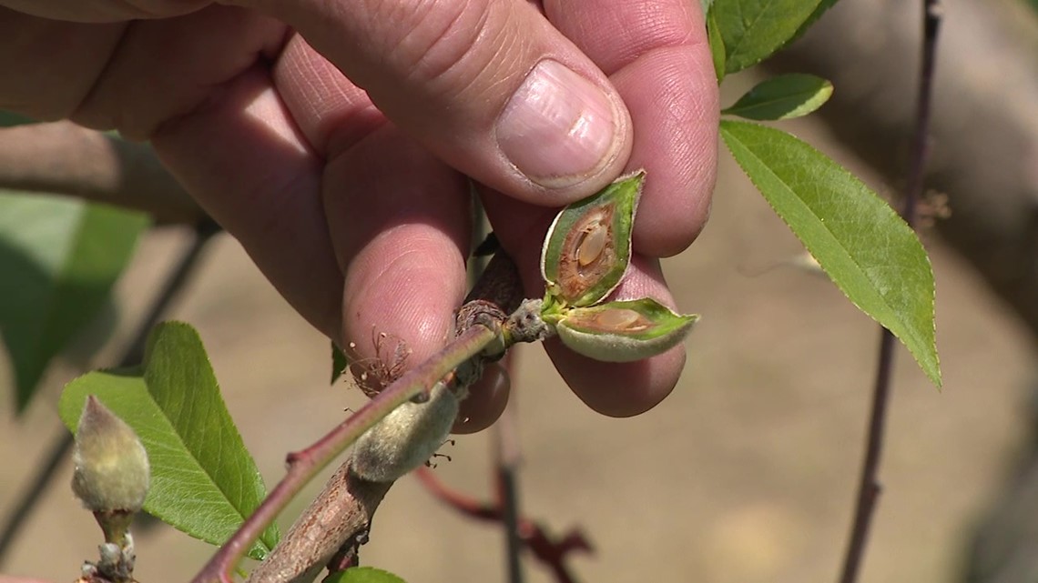 Columbia County orchard loses crop to freeze - Vimarsana News