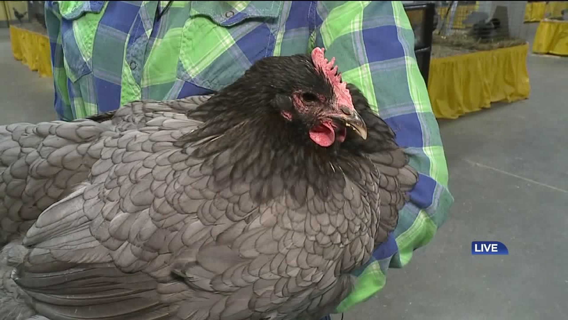 All Things Chicken at the PA Farm Show
