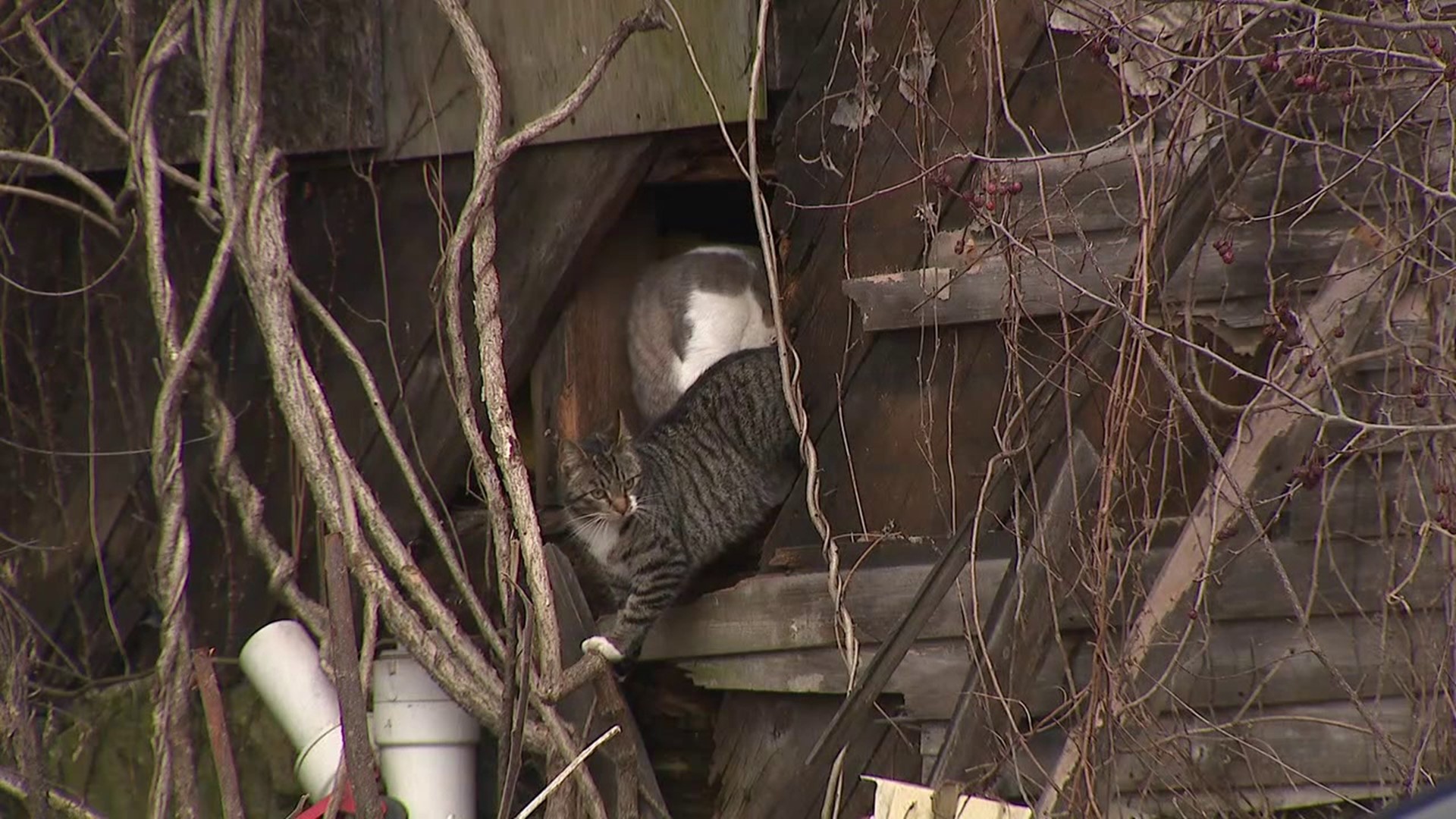 Newswatch 16 stopped by a condemned property in Carbon County where there were over a dozen feral cats.