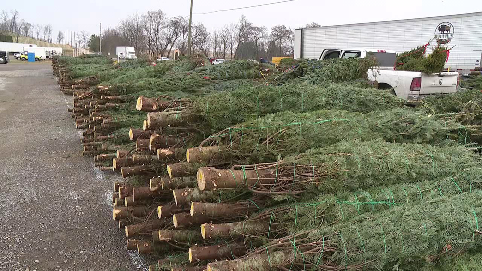 40,000 evergreens sold at World's Largest Tree Auction | wnep.com