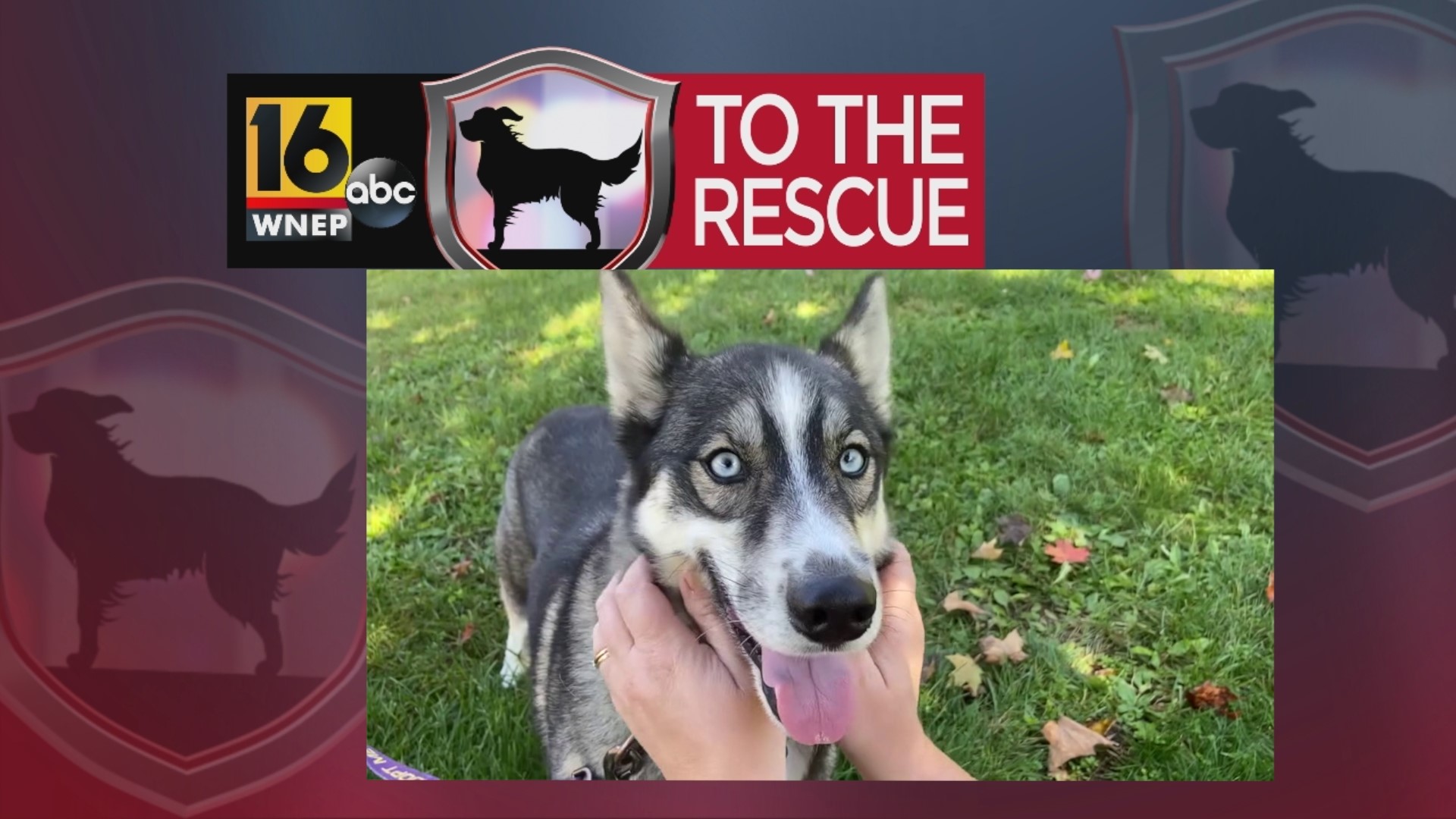 In this week's 16 To the Rescue, we meet a 3-year-old husky mix who rescue workers believe keeps getting overlooked because he needs to be the only pet in the house.