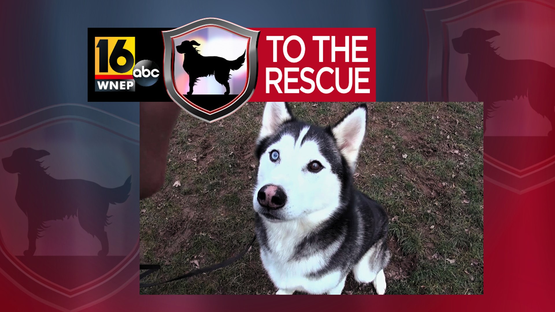In this week's 16 To The Rescue, we meet a 6-year-old husky who has lived in the most loving home all his life, but his family needed to re-home him.