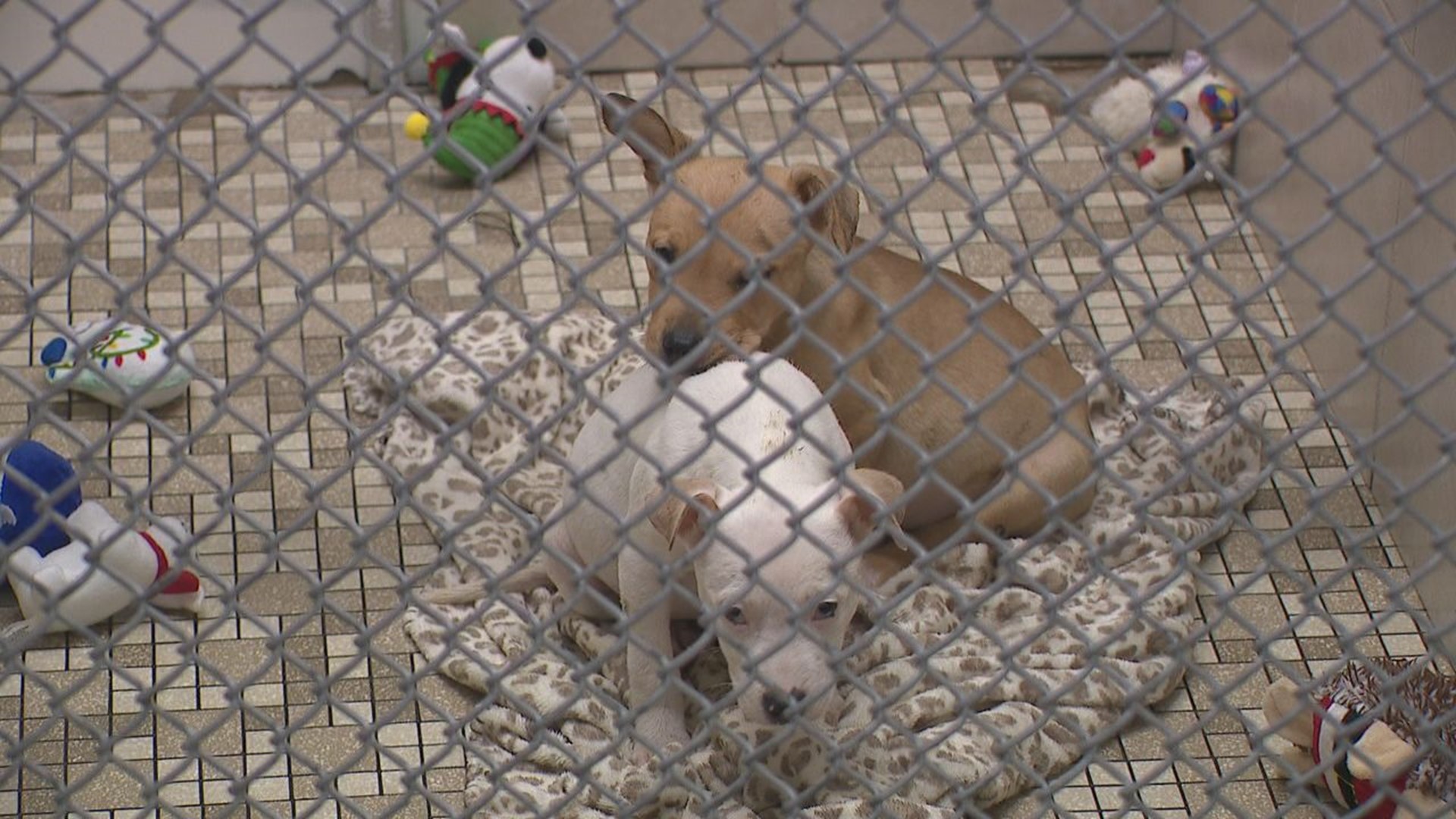 Animal shelter employees say they're overwhelmed after receiving more than 30 dogs rescued from a hoarding situation over the weekend.