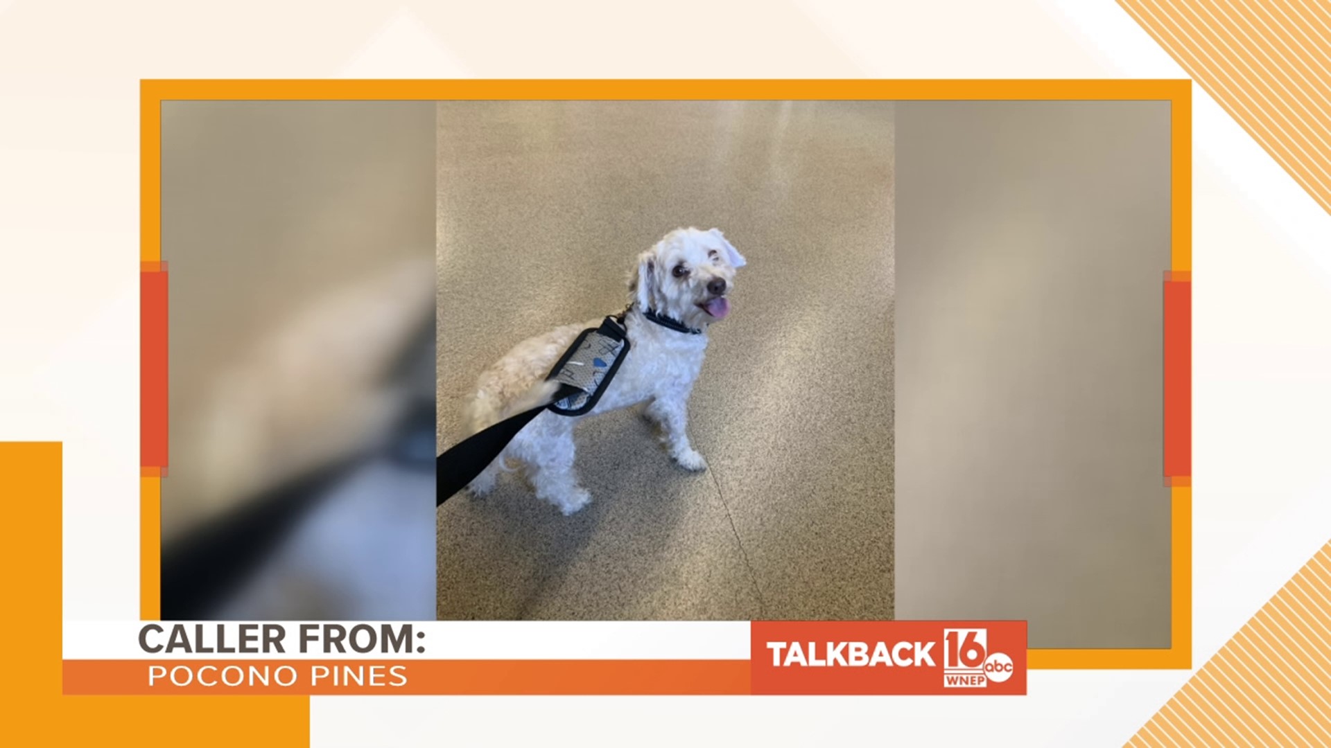 In this Talkback 16, a caller from Pocono Pines is happy to hear the good news about Milo the missing dog.