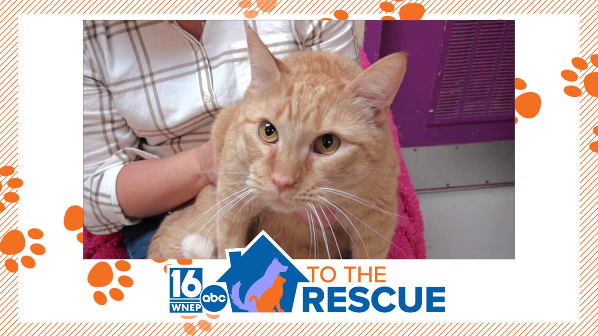 In this week's 16 To The Rescue we meet an older cat who was surrendered by his owner, and after months of getting to know him, rescue workers just don't know why.