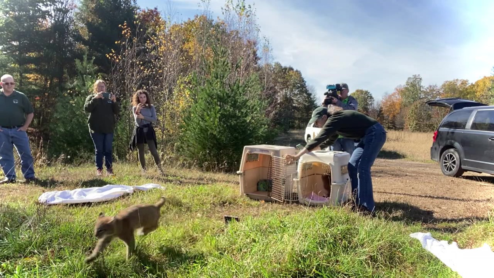 The bobcats that were recovering at a wildlife center in the Poconos, have been released back into a natural habitat.