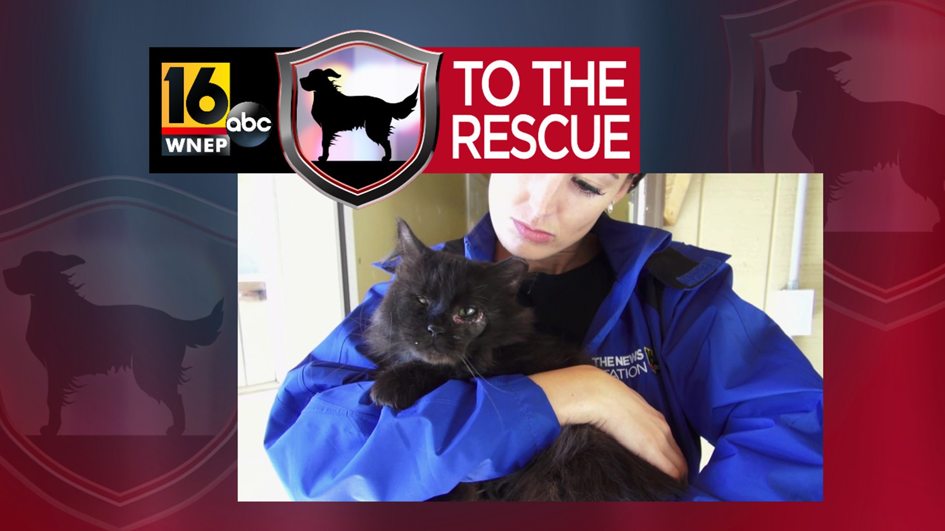 In this week's 16 To The Rescue, we meet a 5-year-old cat who was a stray his whole life, but when someone feeding him realized he was sick, he got a second chance.