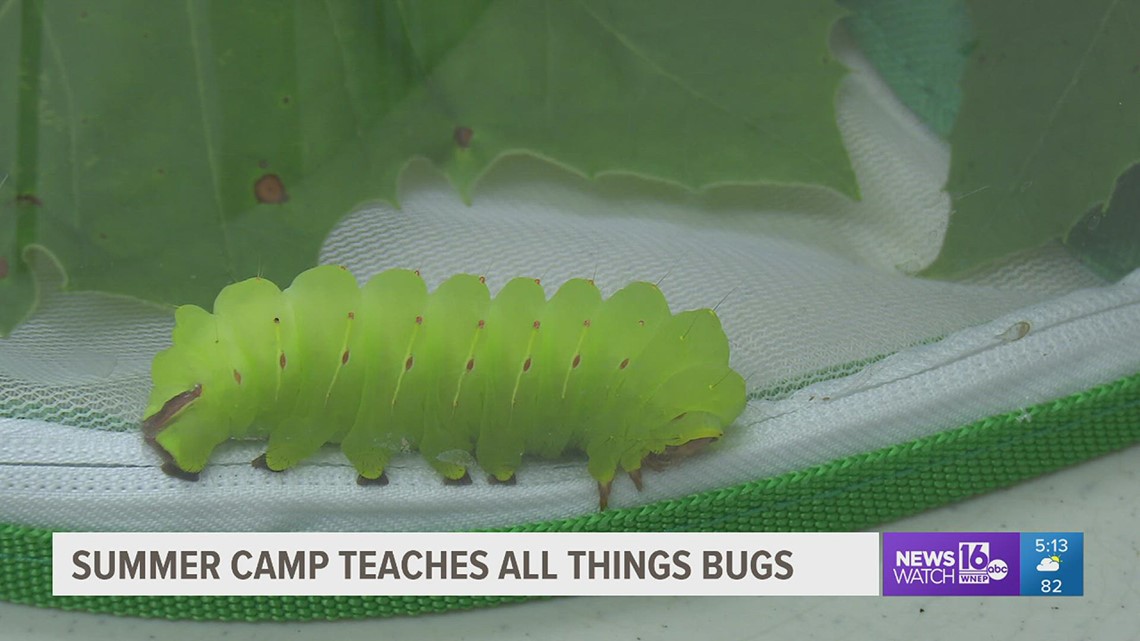 What's Bugging You? — Keystone College camp teaches kids all things bugs