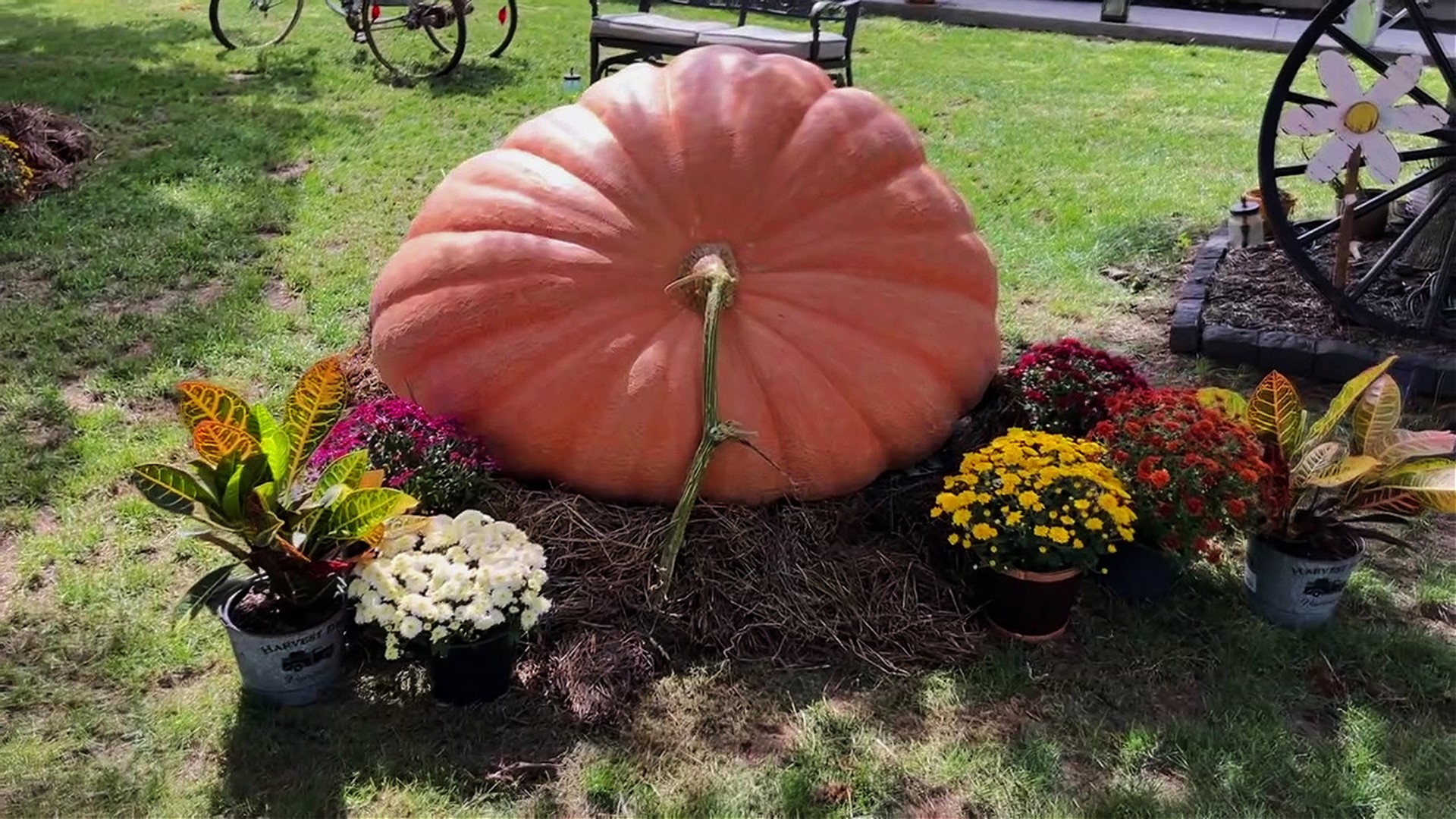 It's 900-pound pumpkin grown by a family determined to get in the record books.
