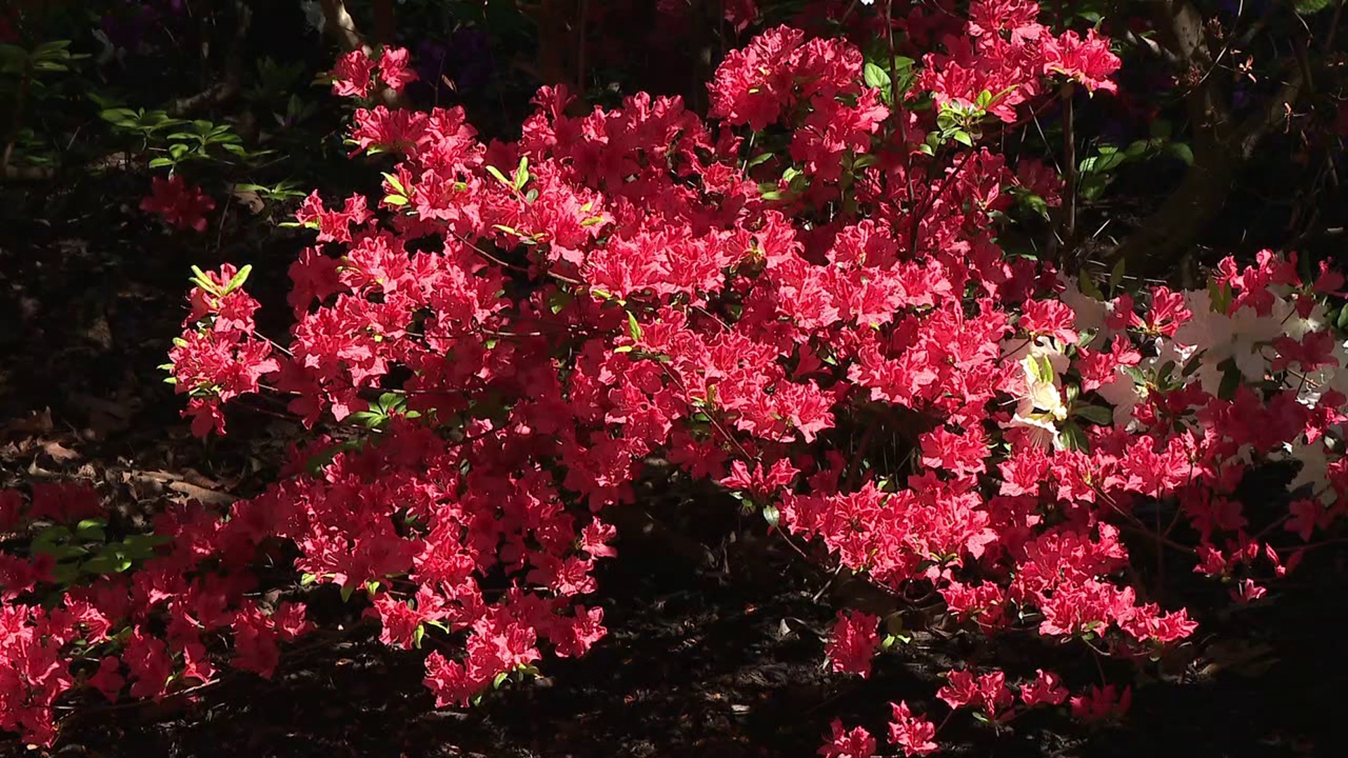 'It's a labor of love,' Keithan's Bluebird Gardens in Sunbury bursting ...