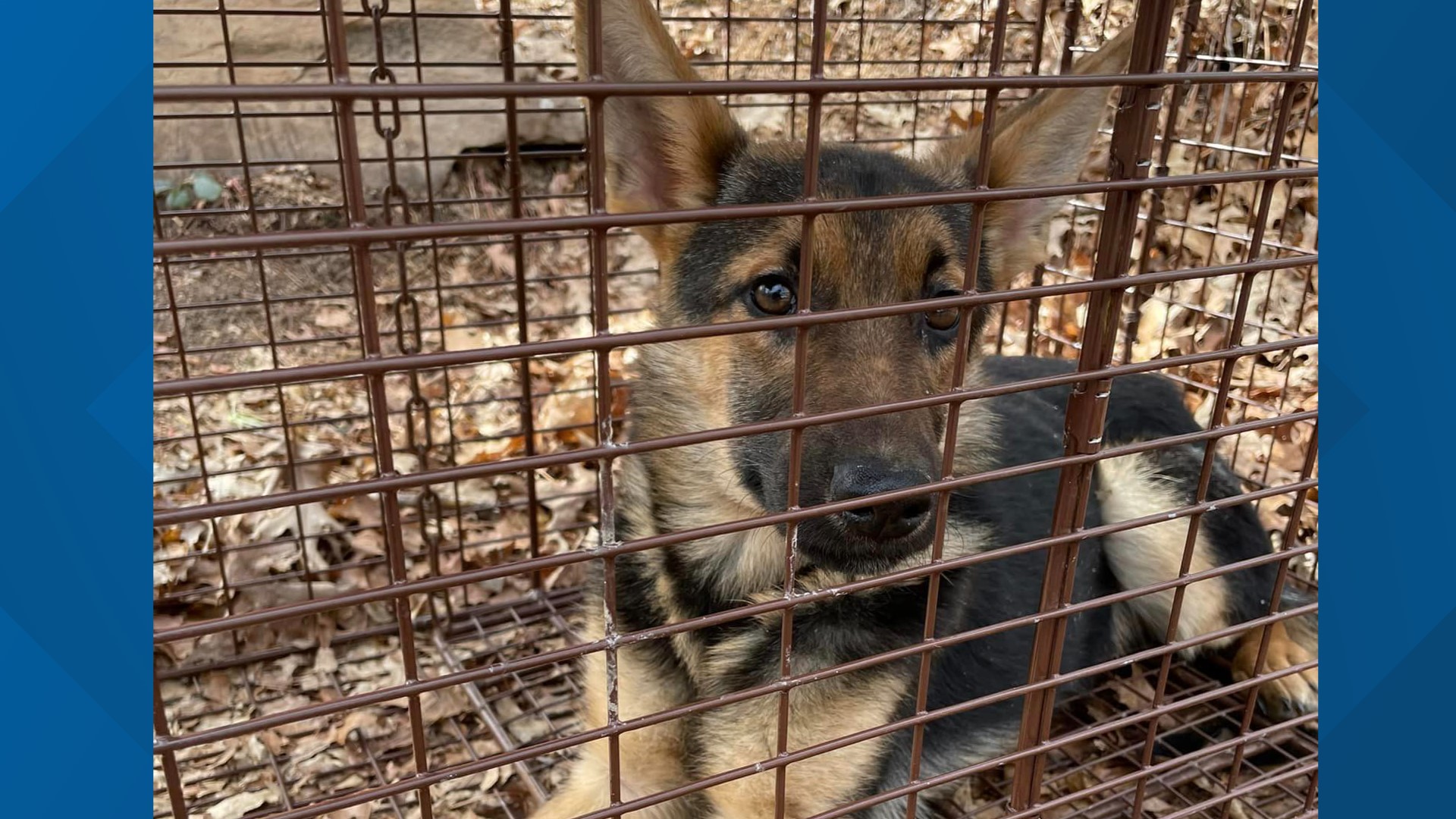 Someone dumped six dogs in a wooded area of Carbon County last week. Shelter workers have now found five of them.