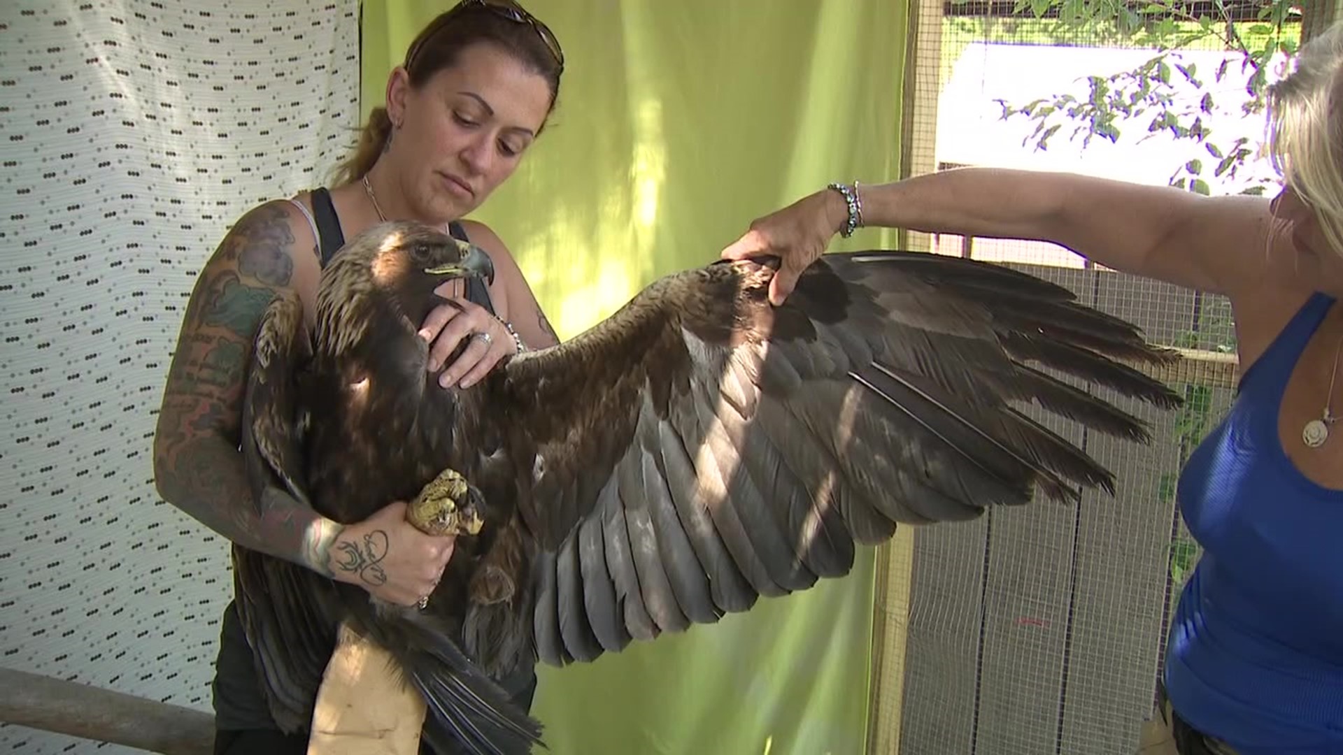 Newswatch 16's Amanda Eustice introduces us to the one-footed eagle on the road to recovery.