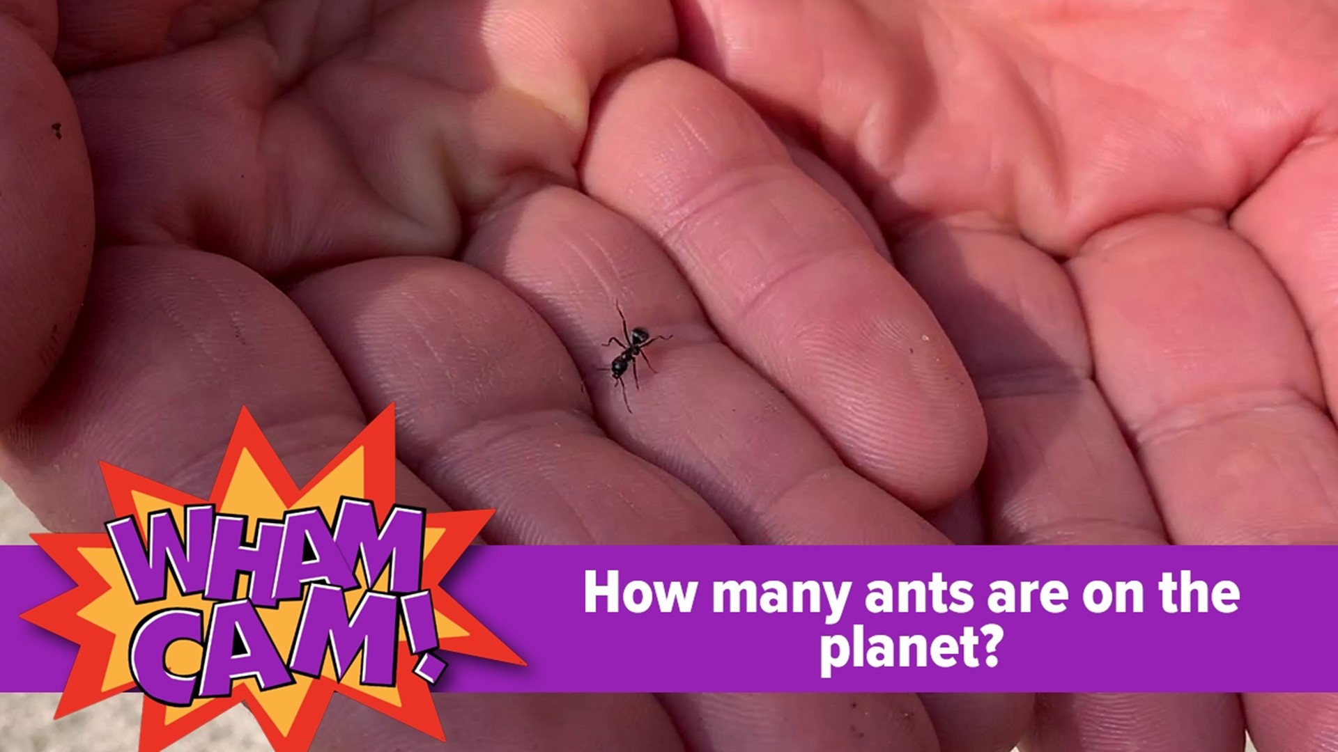 Ever wonder how many ants are on the planet and how much they weigh altogether? Joe was in Dickson City to see if anyone there had the answer.