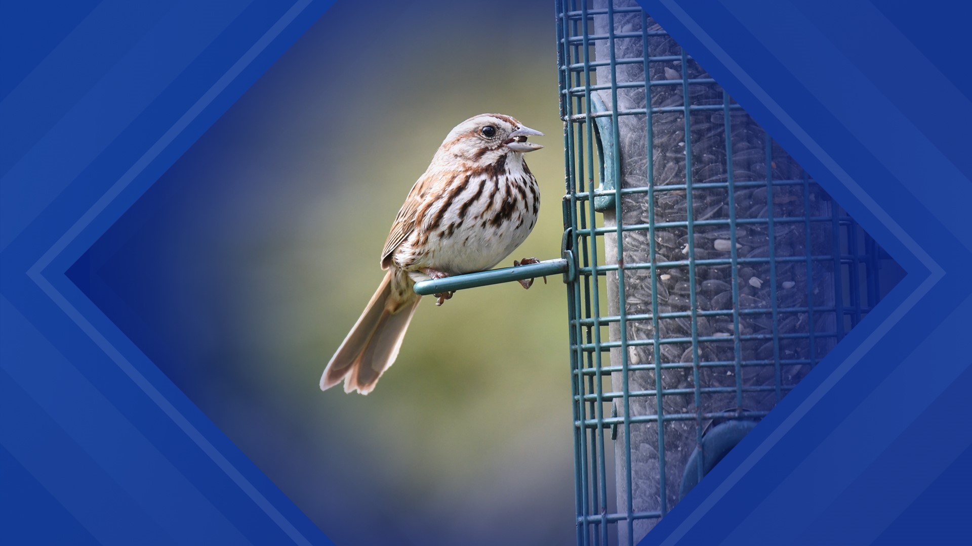 The state is asking people to temporarily stop feeding and providing water to wild birds.