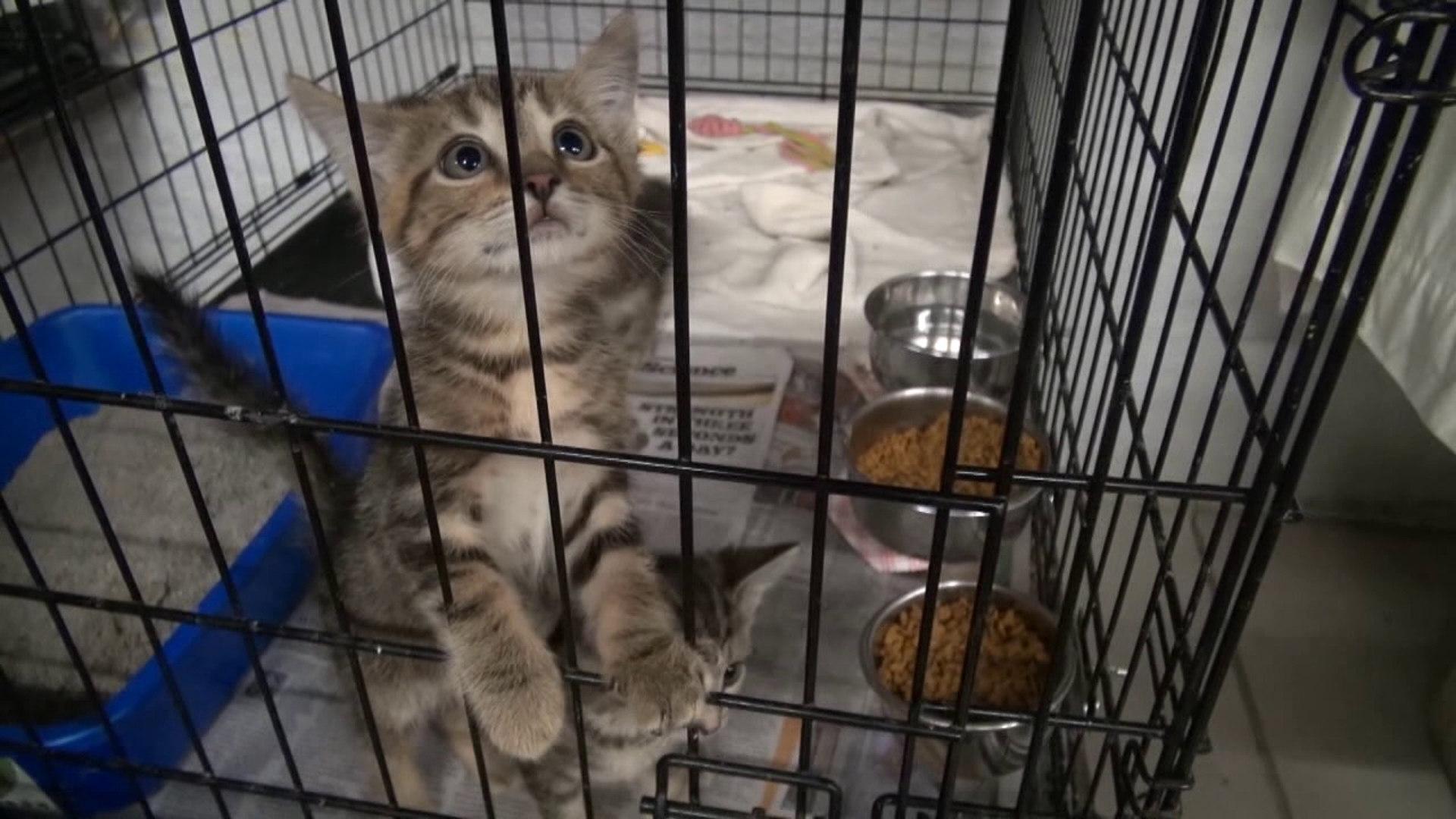 Eastern PA Animal Alliance fixes thousands of stray and feral cats each year but if employees can't hire a new vet, they will be forced to close in June.