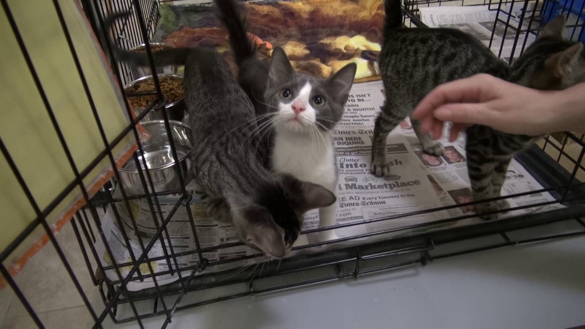 It is the fifth year for the fundraiser that brings in donations, but also gets people inside to see the cats available for adoption right now.