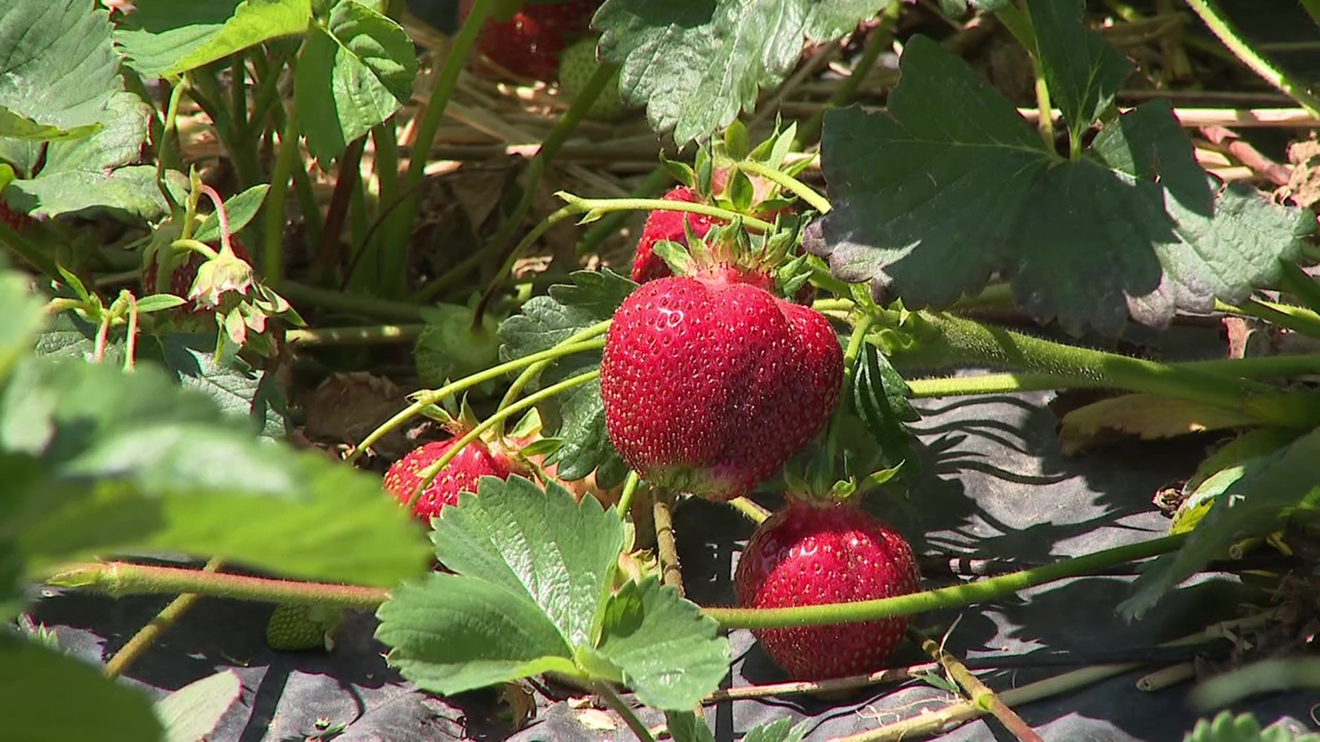 This month's late-season freeze damaged a lot of farmer's crops, including many strawberries.