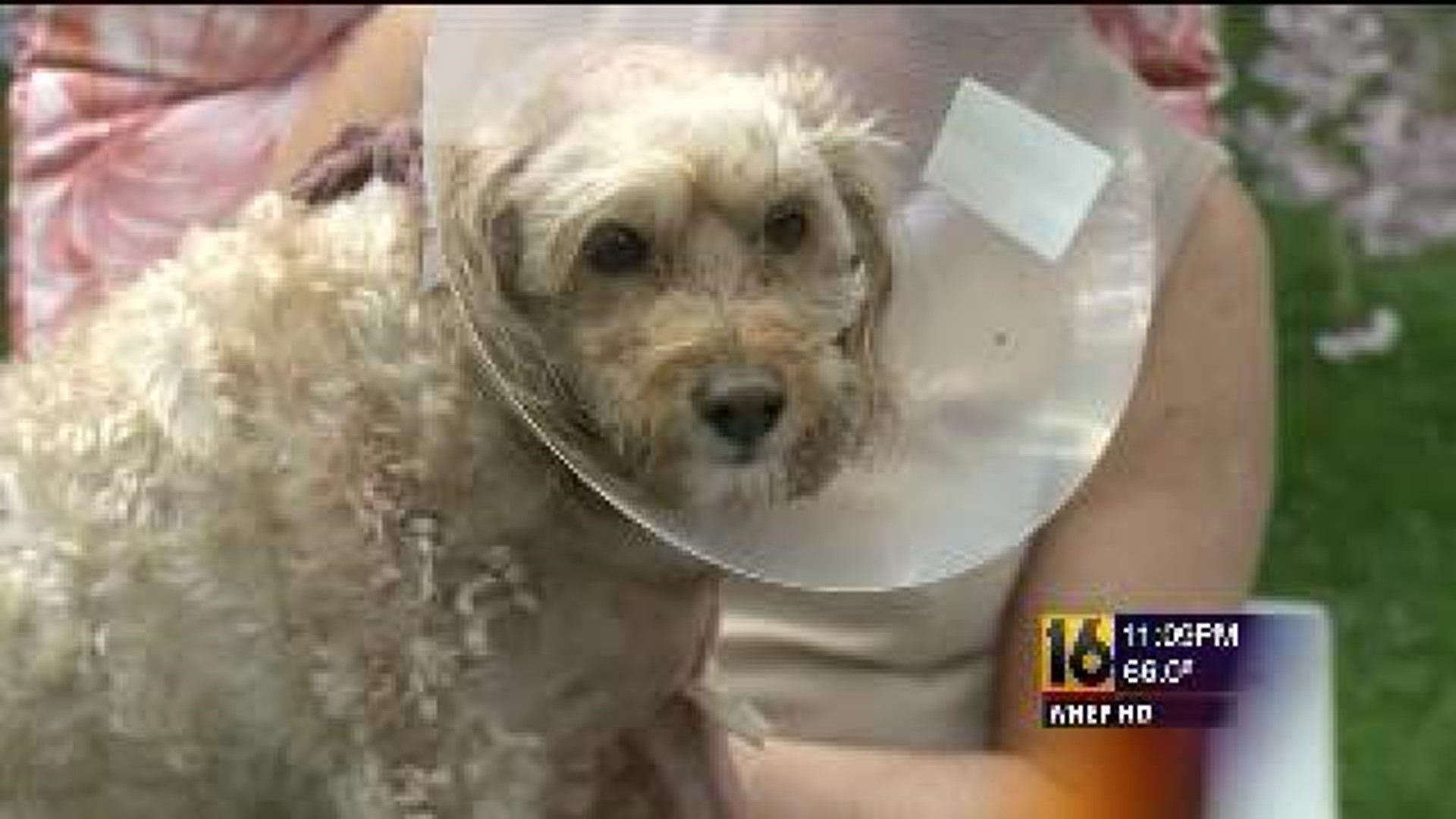 Pit Bull Owner Cited for Dog Mauling