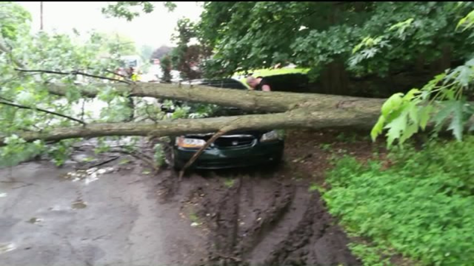 Rotting Trees Cause Trouble | wnep.com