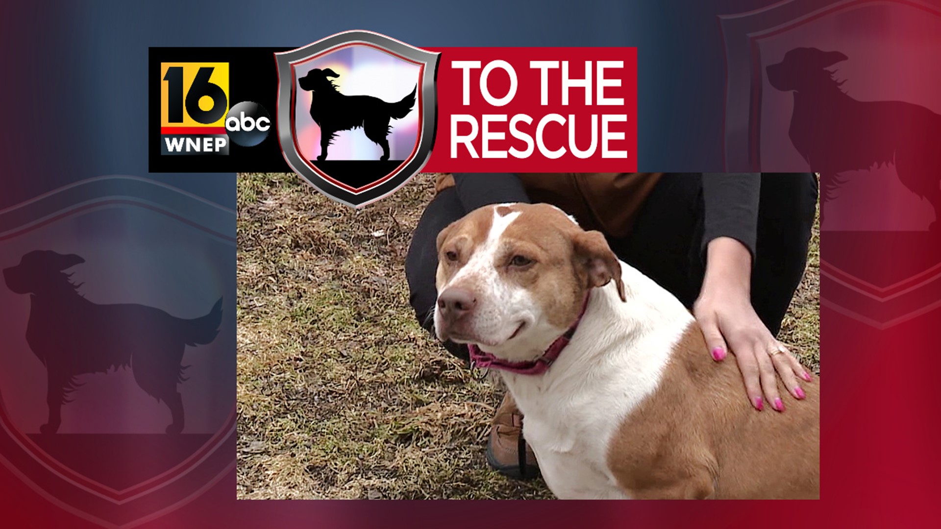 In this week's 16 To The Rescue, we meet a 5-year-old terrier/mix who is, without a doubt, a volunteer favorite at the shelter where she lives.
