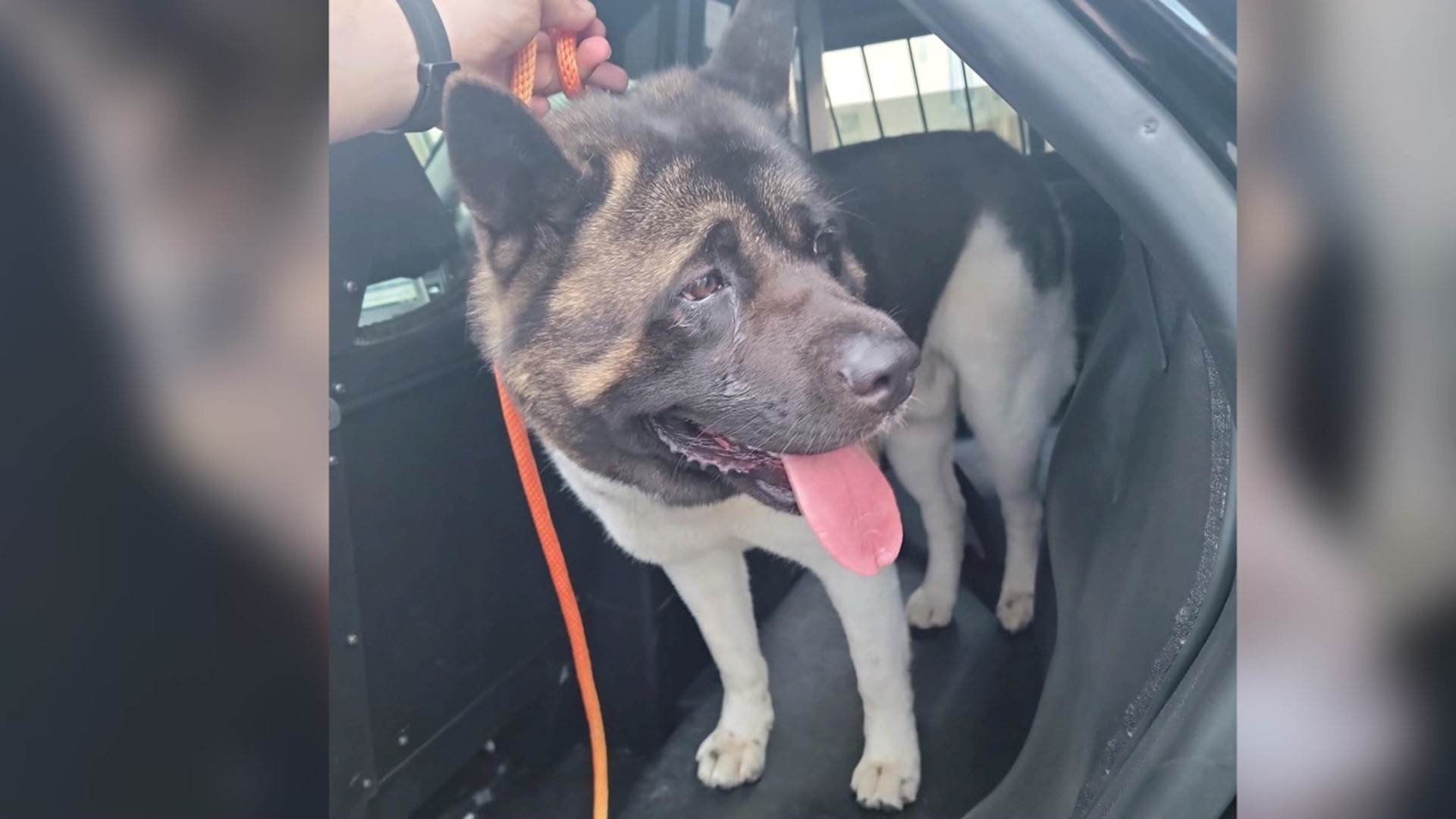 Wyoming Area Regional Police say a male Akita was found along Route 92 in Exeter Township earlier this month.