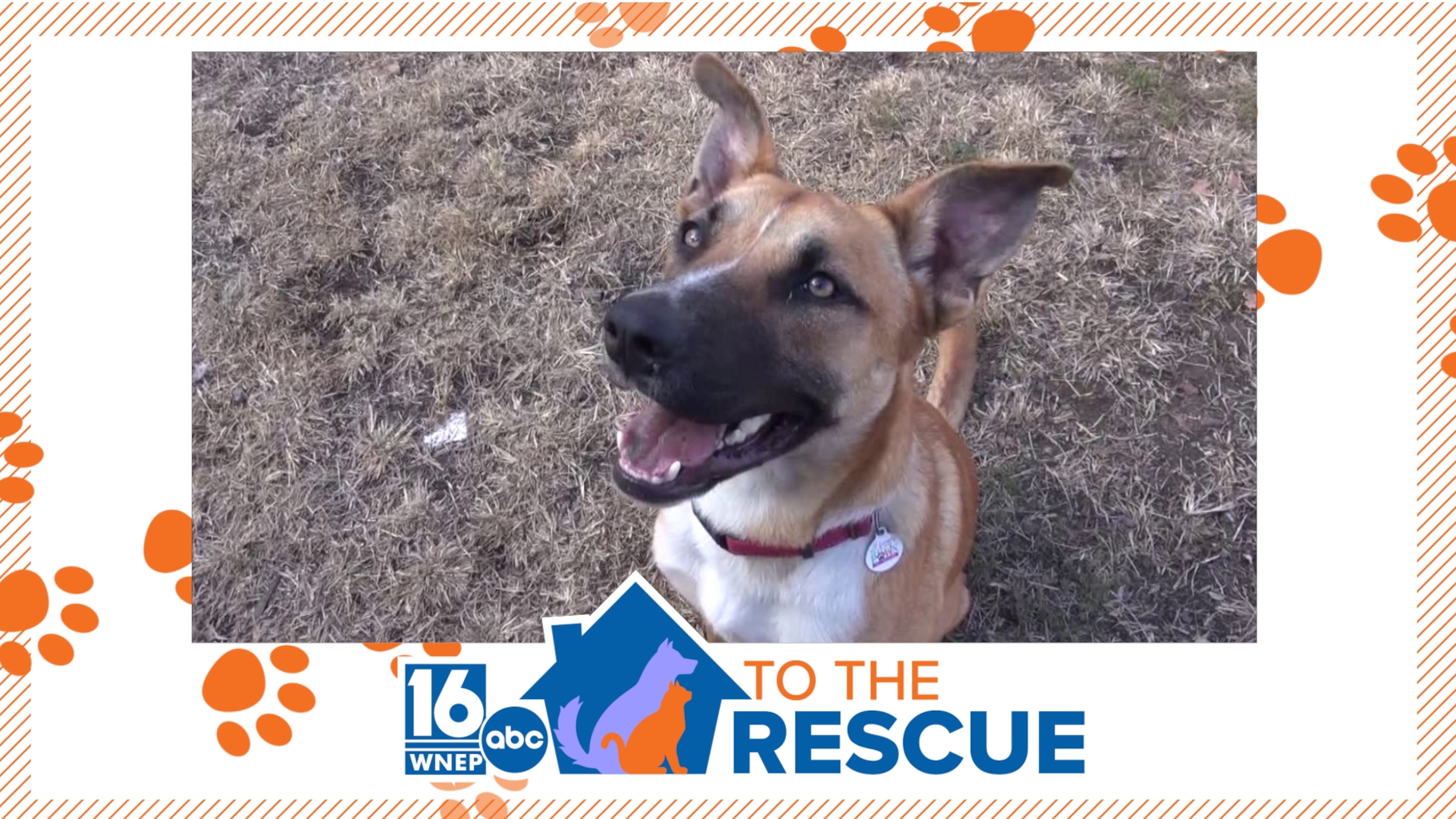 In this week's 16 To The Rescue, we meet an 11-month-old Shepherd/mix living at Friends with Paws Pet Rescue in Scranton.