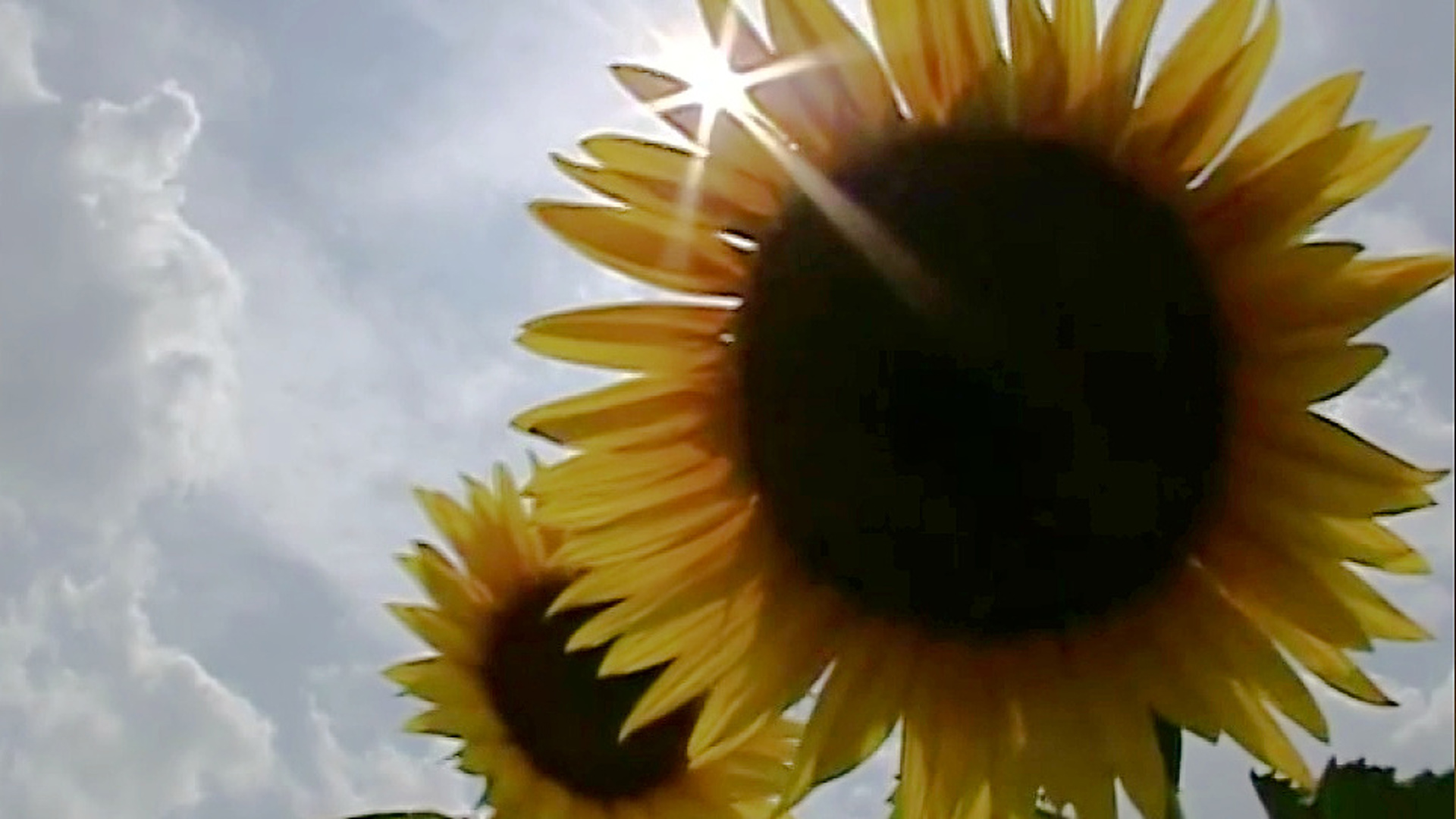 Take a stroll with Mike Stevens through a sea of sunflowers in Wyoming County.