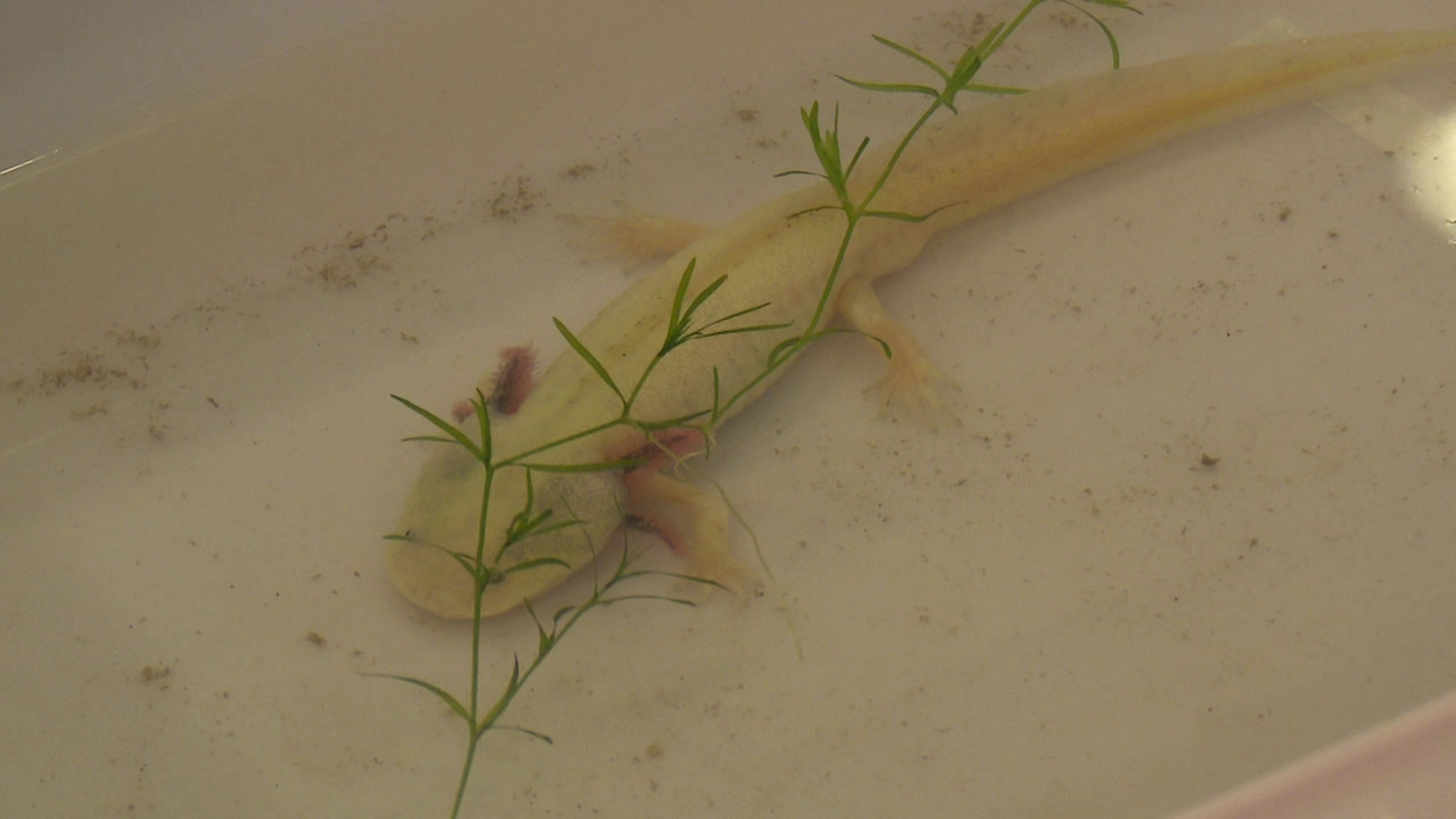 The Electric City Reptile Expo in Scranton features thousands of reptiles from regional vendors.