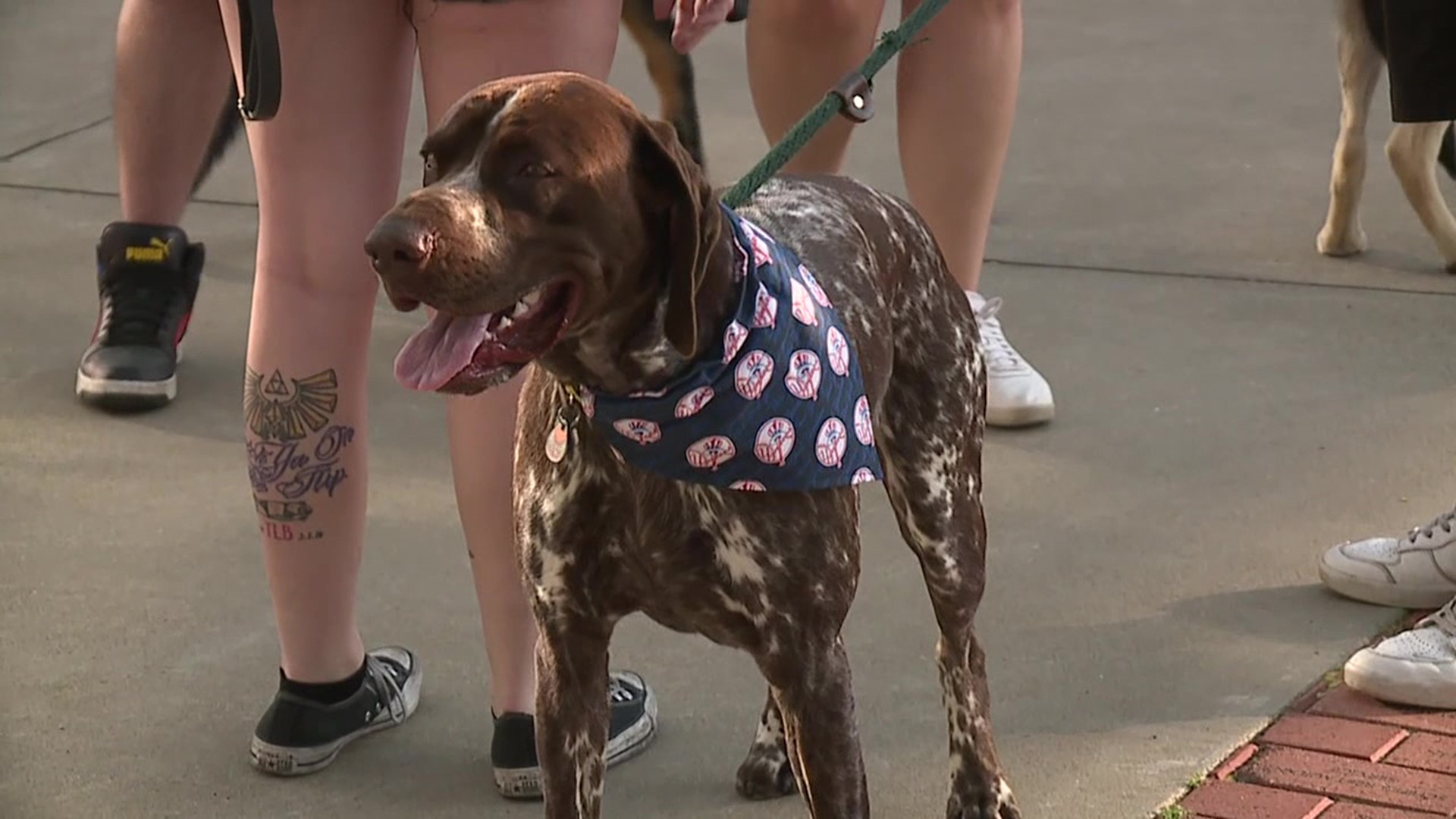Fans got to bring man's best friend to watch the Railriders take on the Iron Pigs.
