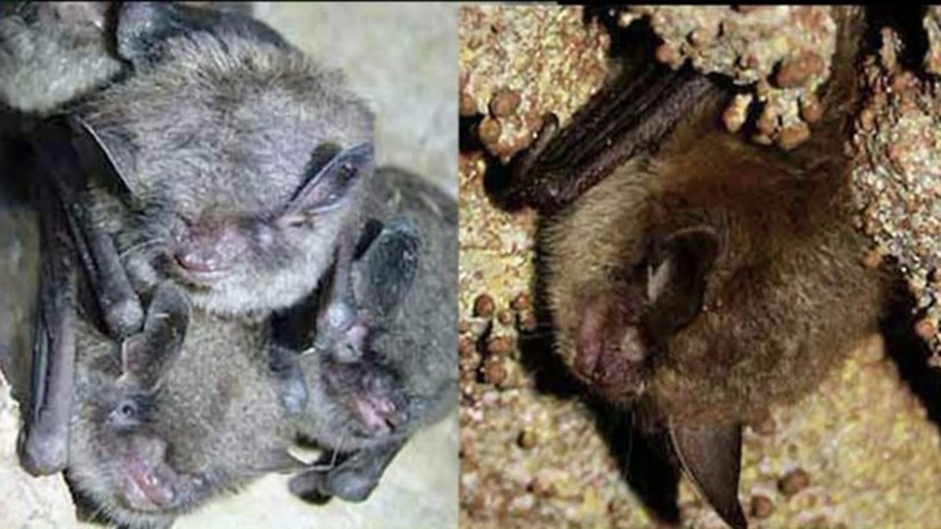 DEP Uncertain How to Fight Mine Fire Because of Bats