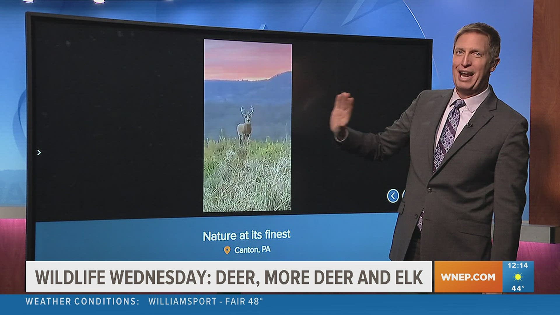Bears are usually the star of Wildlife Wednesday, but this week, whitetail deer are taking the spotlight.