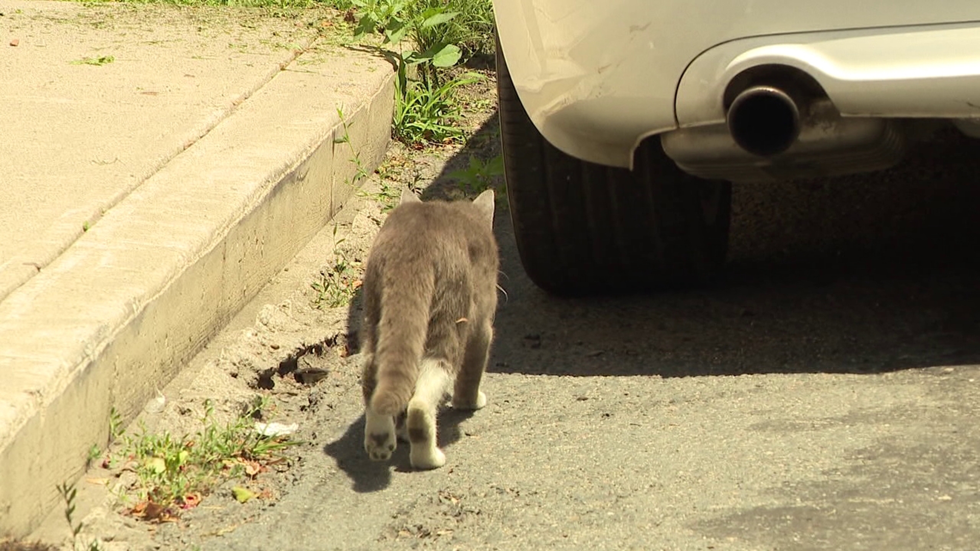 People can now be fined or jailed for feeding or sheltering strays in Schuylkill County. Cat-lover Patrick Marone worries about the new fate stray cats are facing.