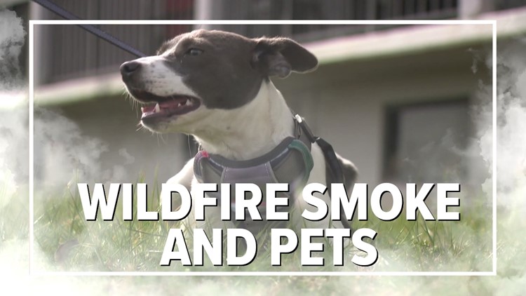 Smoke exposure symptoms to look for in your pets