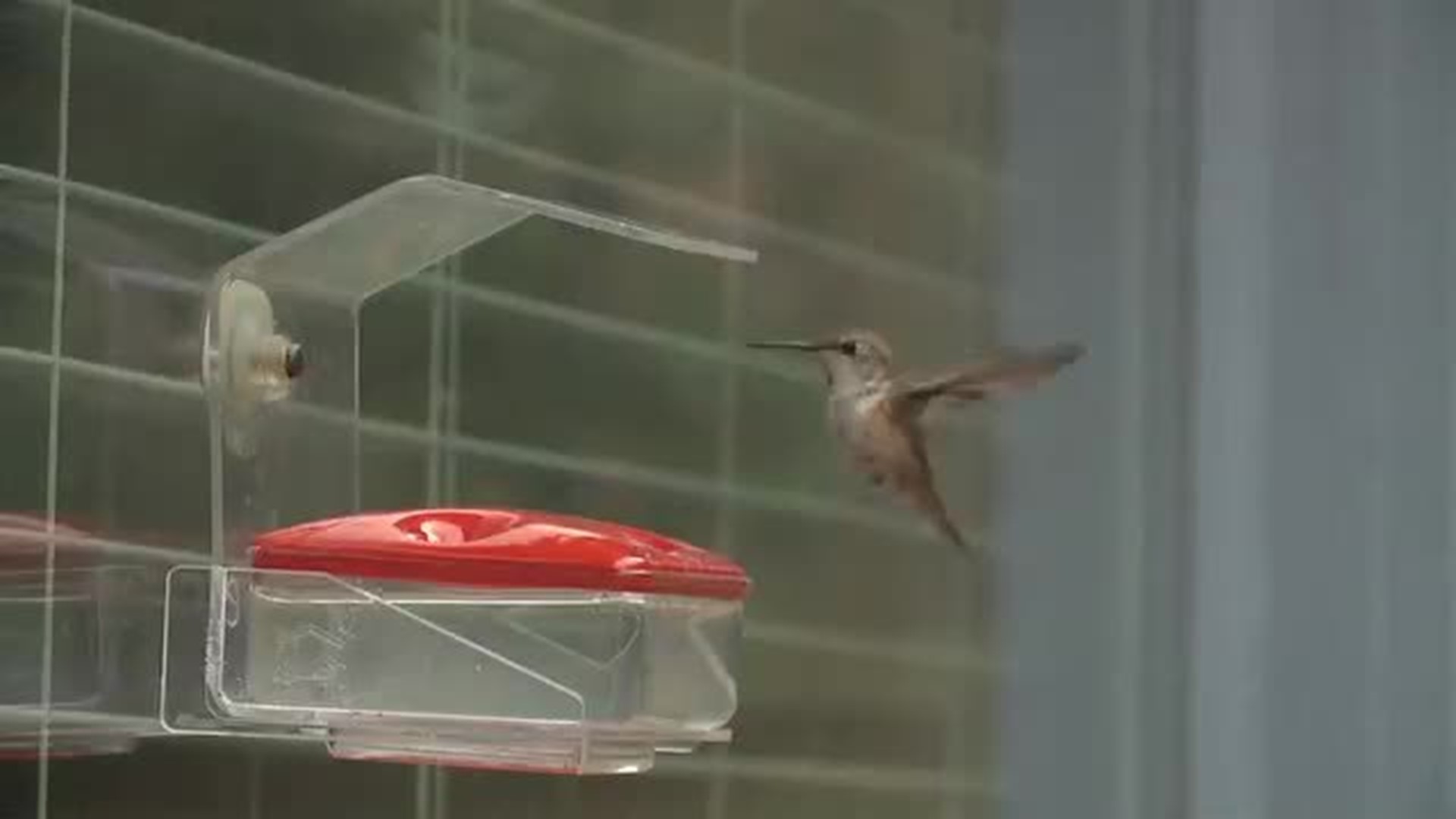 Rufy the Hummingbird