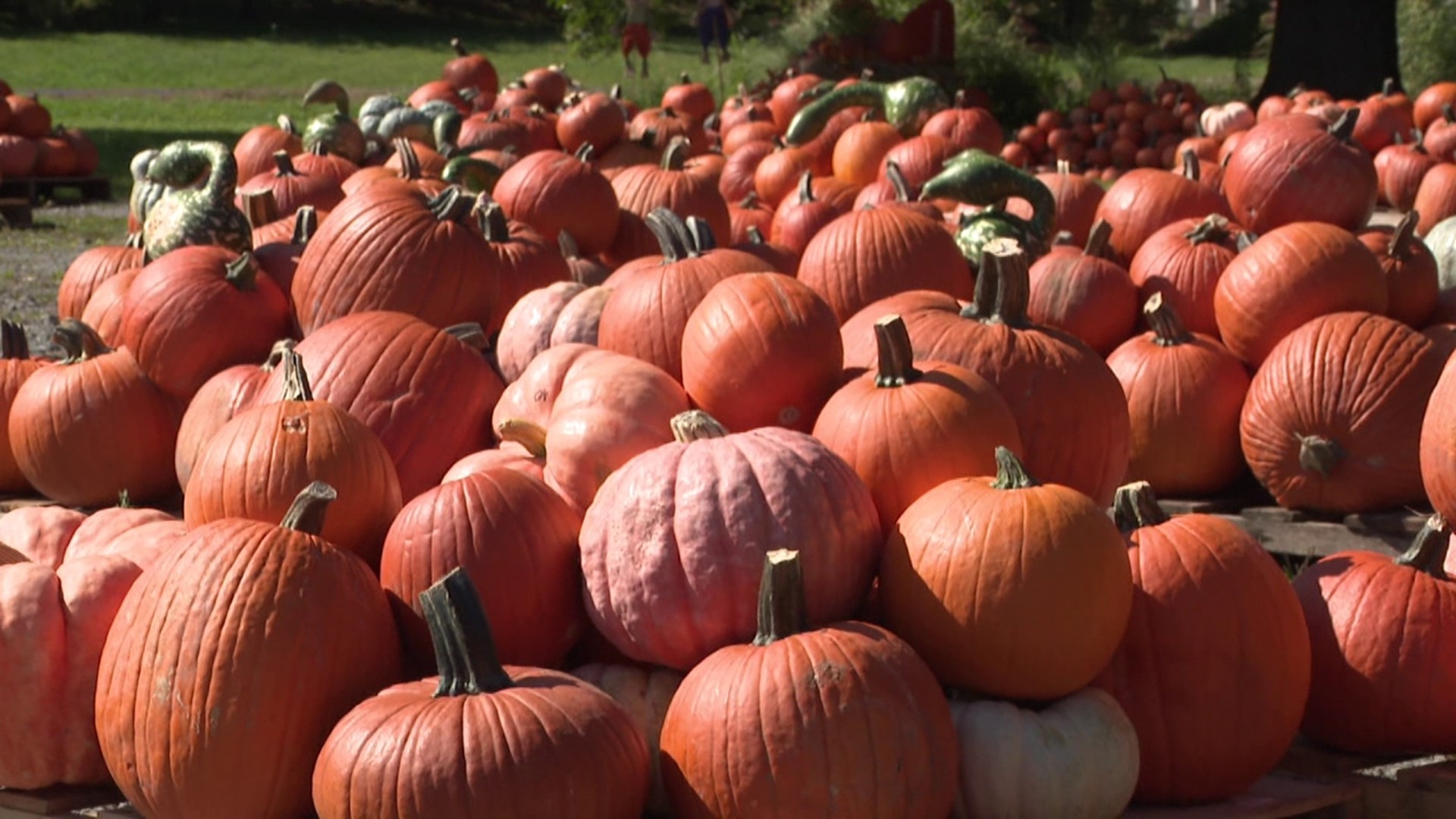 Pumpkin sales benefit a good cause in Lackawanna County