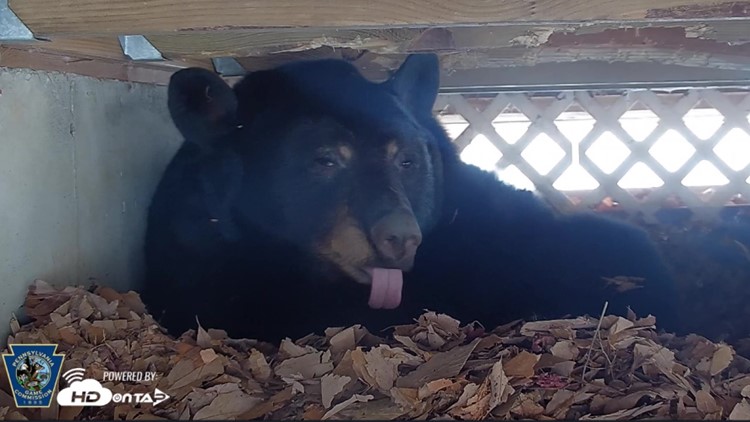 Den Cam: Game Commission watching female black bear under Pennsylvania deck