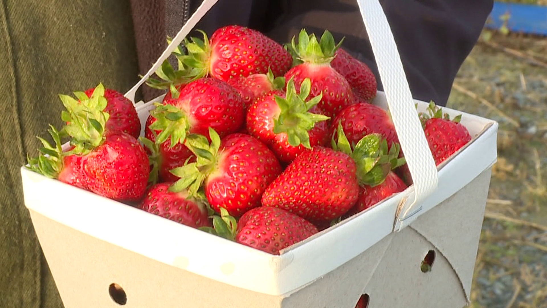 Strawberry Festival Brings Month Of Berry Picking To Lackawanna County Strawberry Festival Brings Month Of Berry Picking To Lackawanna County