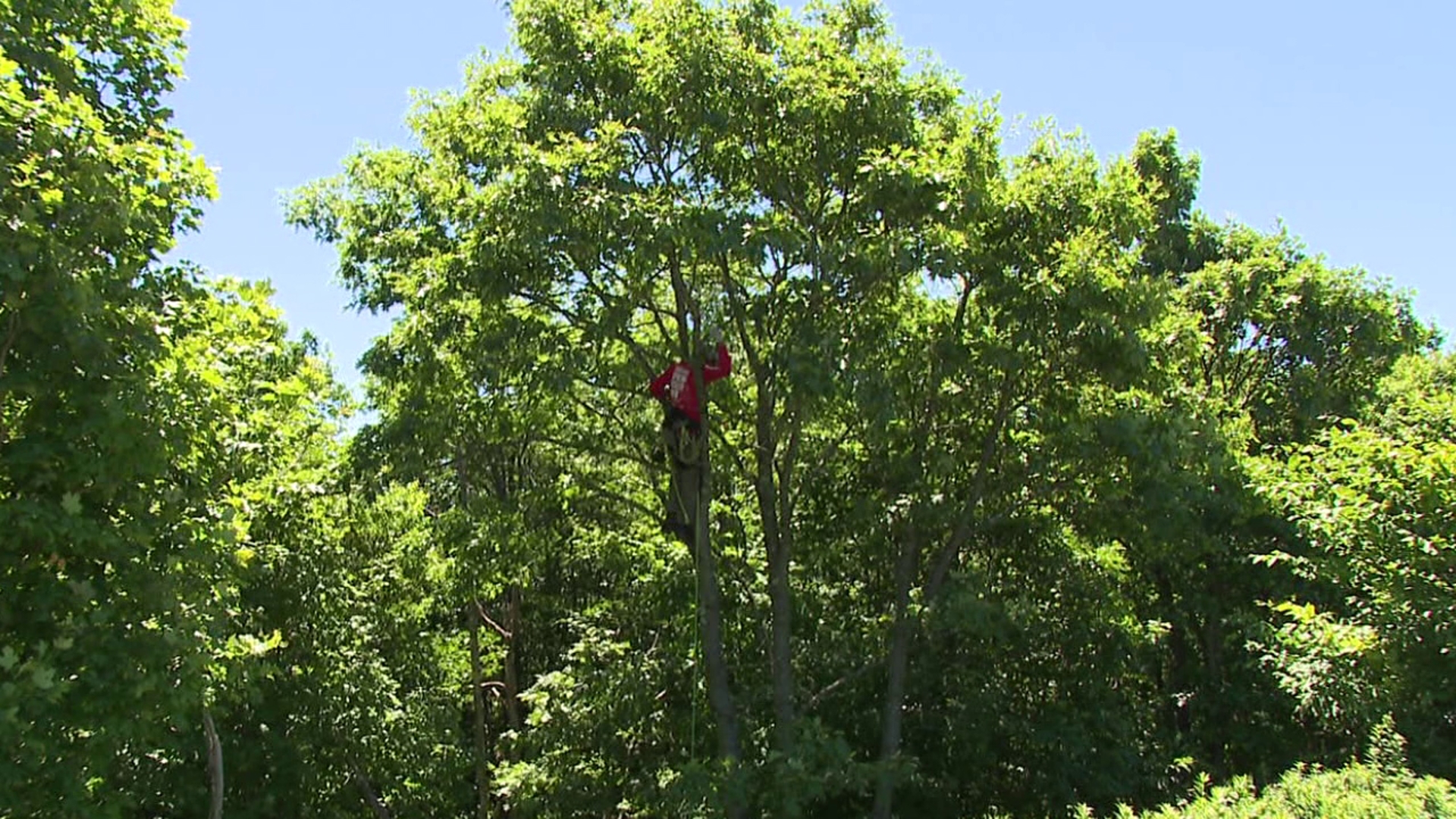 Van Wagner from central Pennsylvania has a mission to climb the tallest trees in every county in the commonwealth to raise awareness.