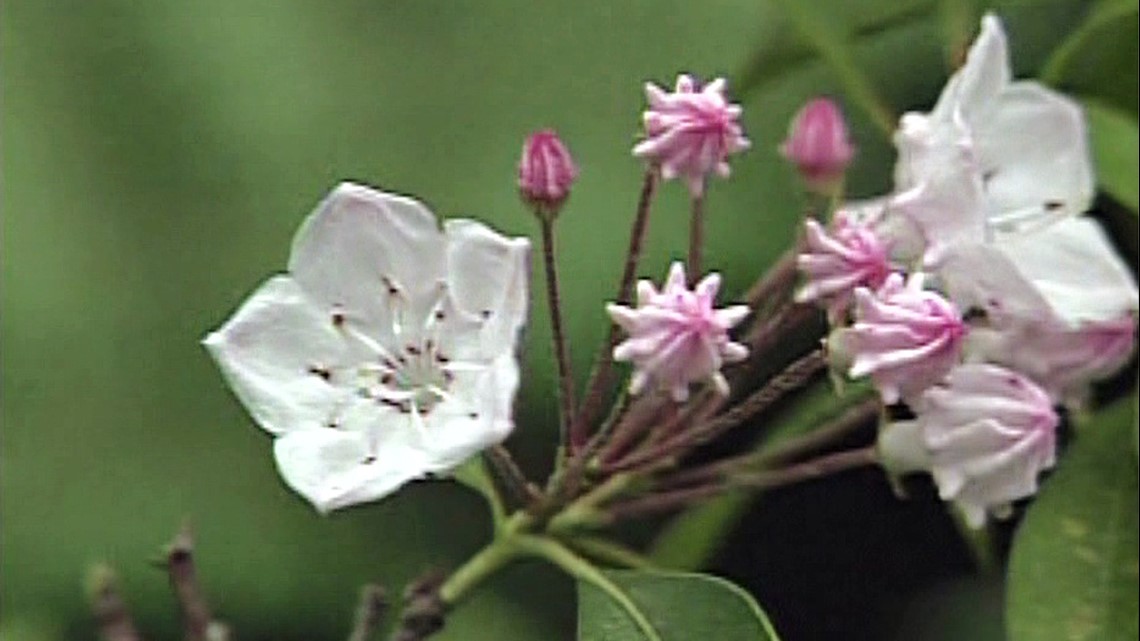 Pennsylvania State Flower Mountain Laurel Facts Online | cpshouston.net