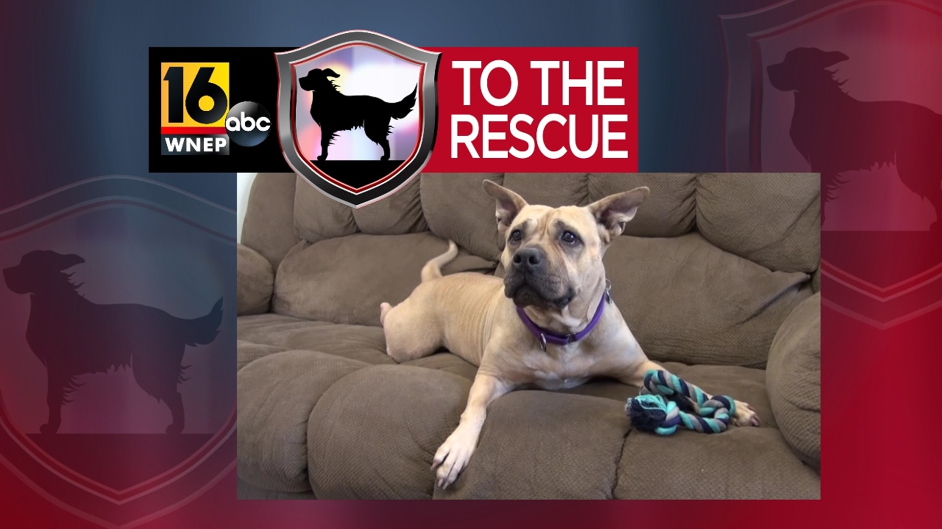 In this week's 16 To The Rescue, we meet a 4-year-old pit bull/mix who often gets overlooked because of her breed.